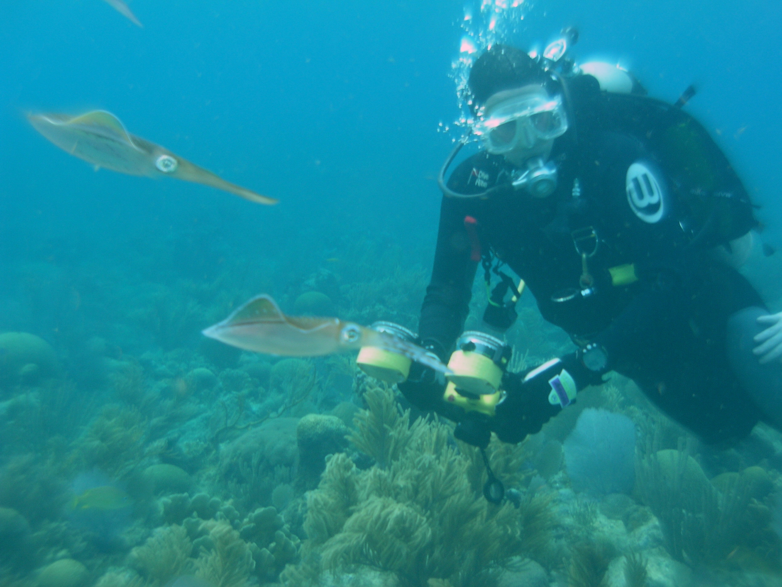 Roatan 2005 reupload