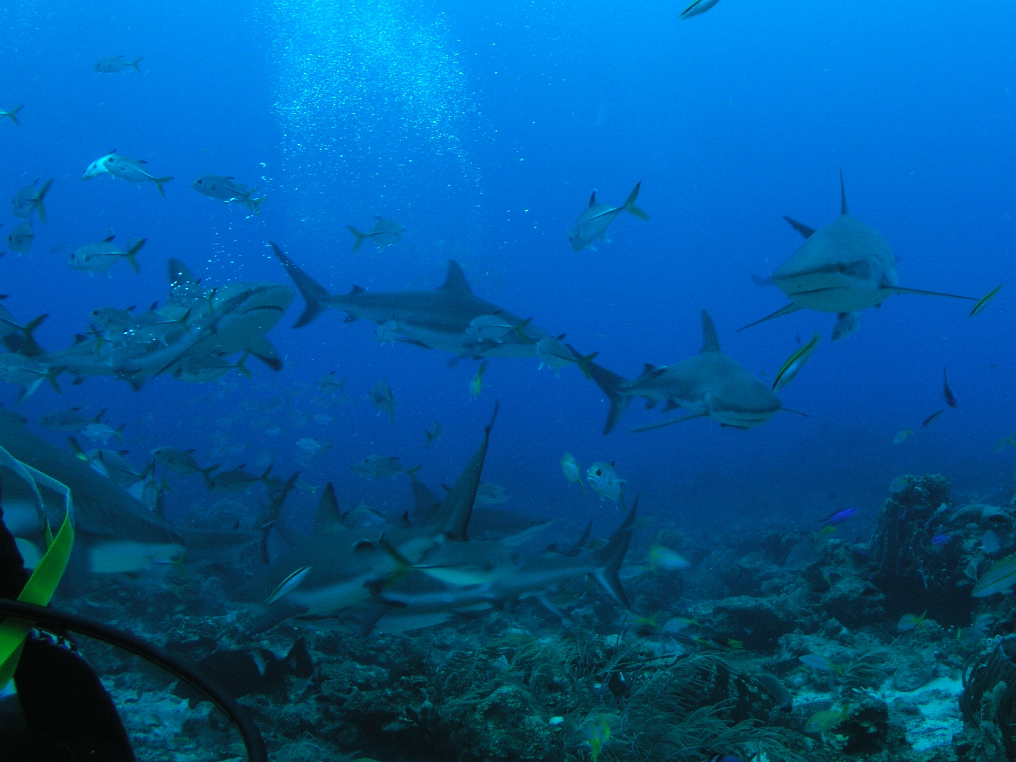 Roatan 2005 reupload