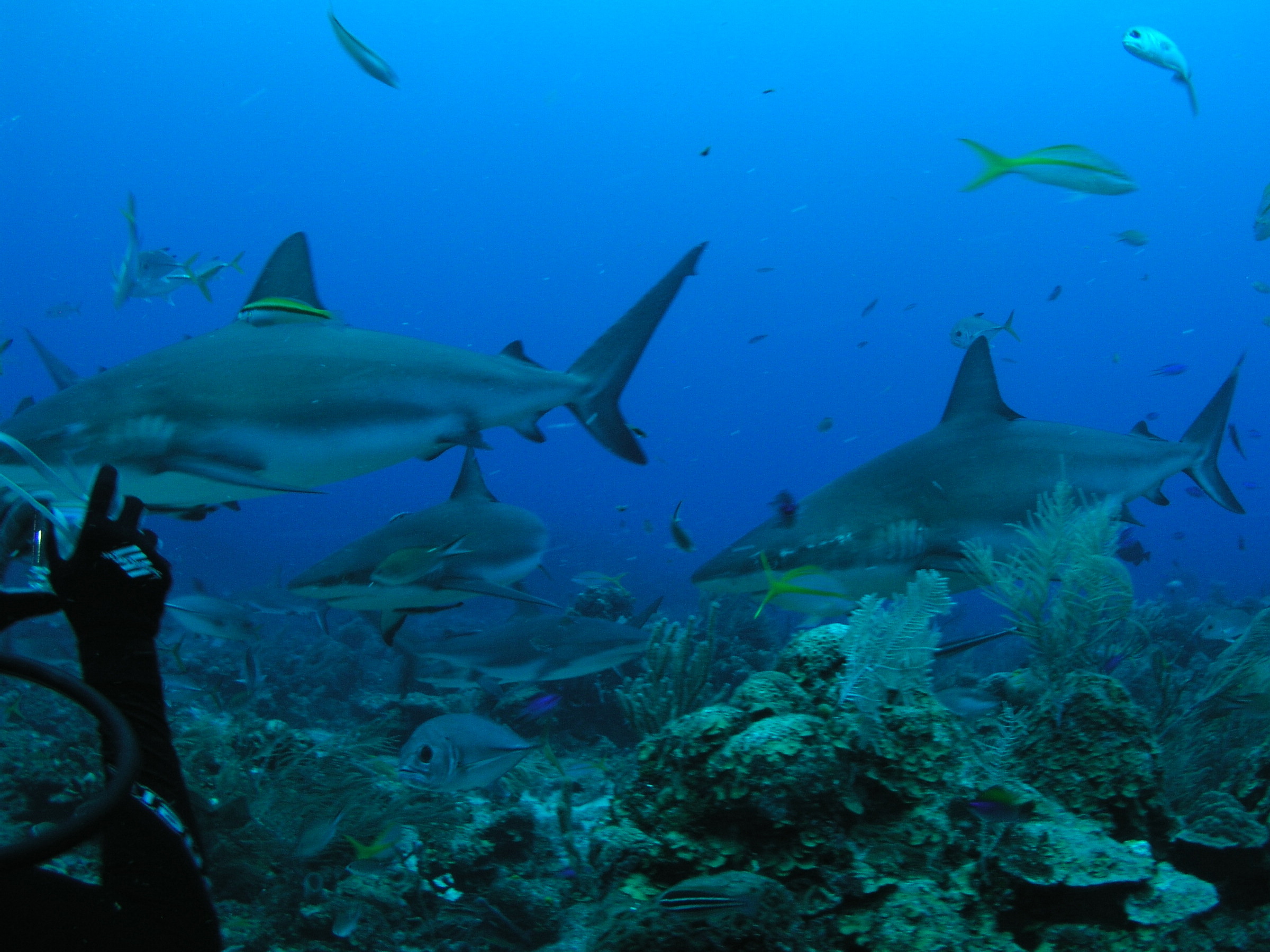 Roatan 2005 reupload