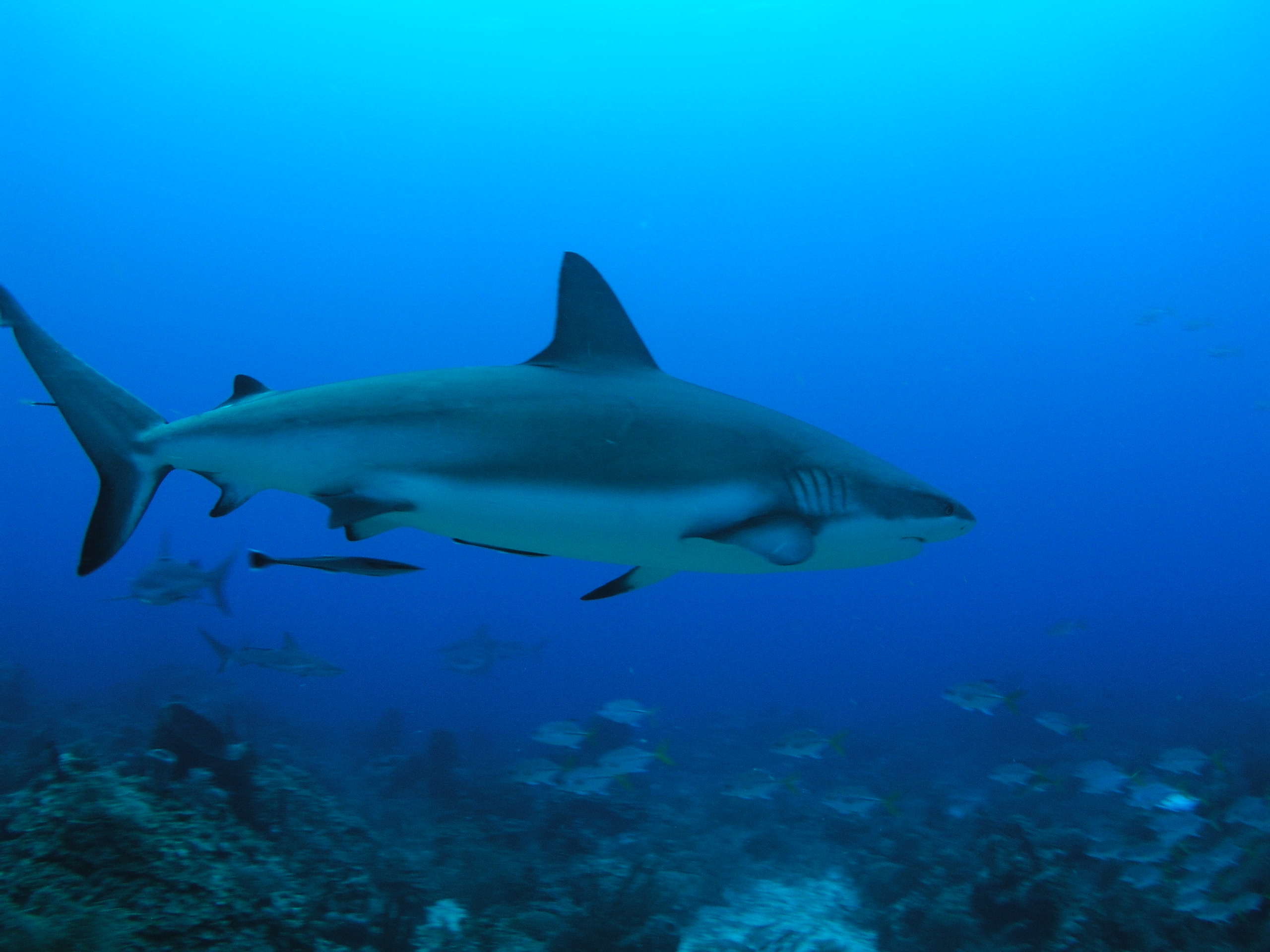 Roatan 2005 reupload