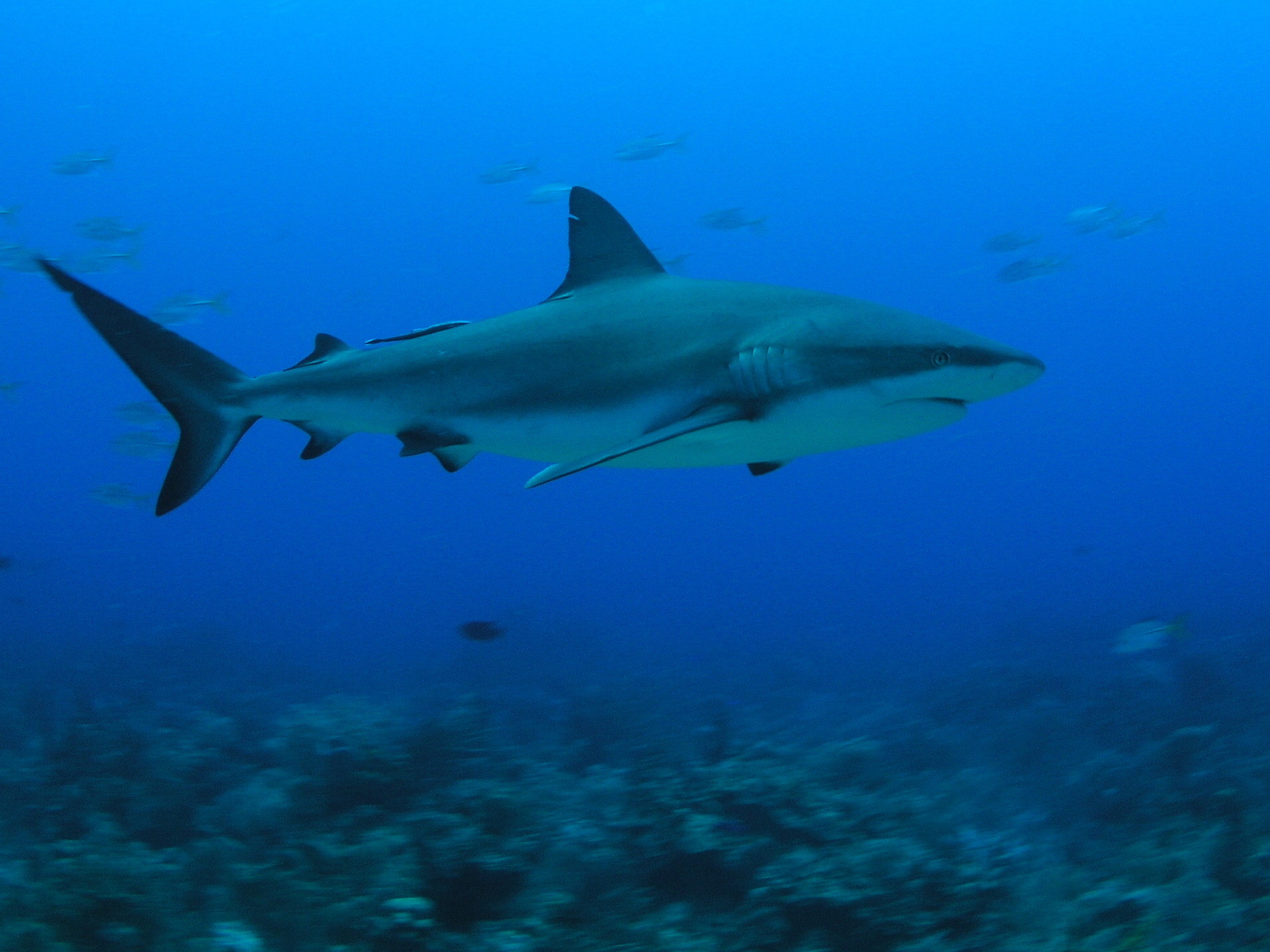 Roatan 2005 reupload