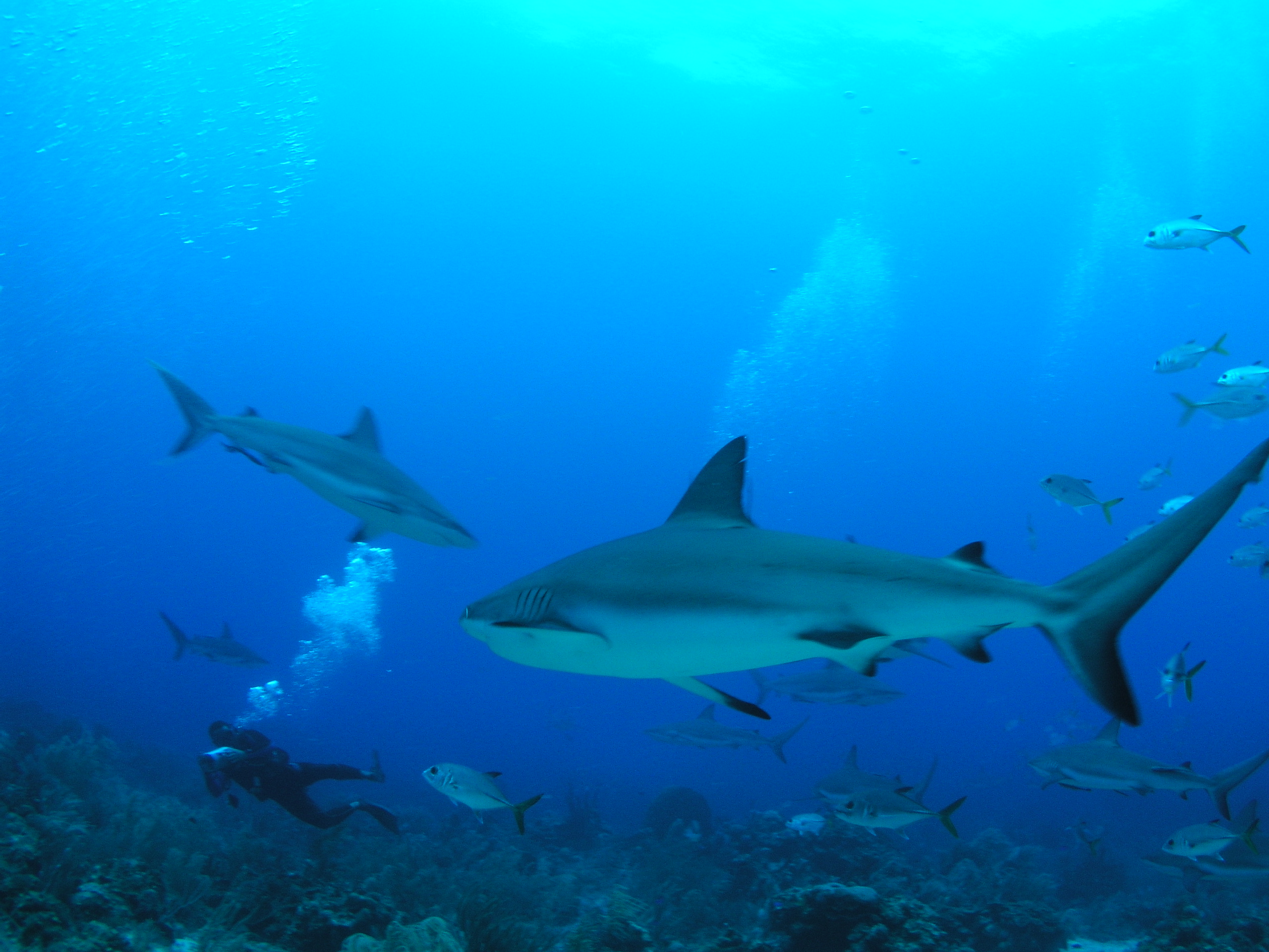 Roatan 2005 reupload