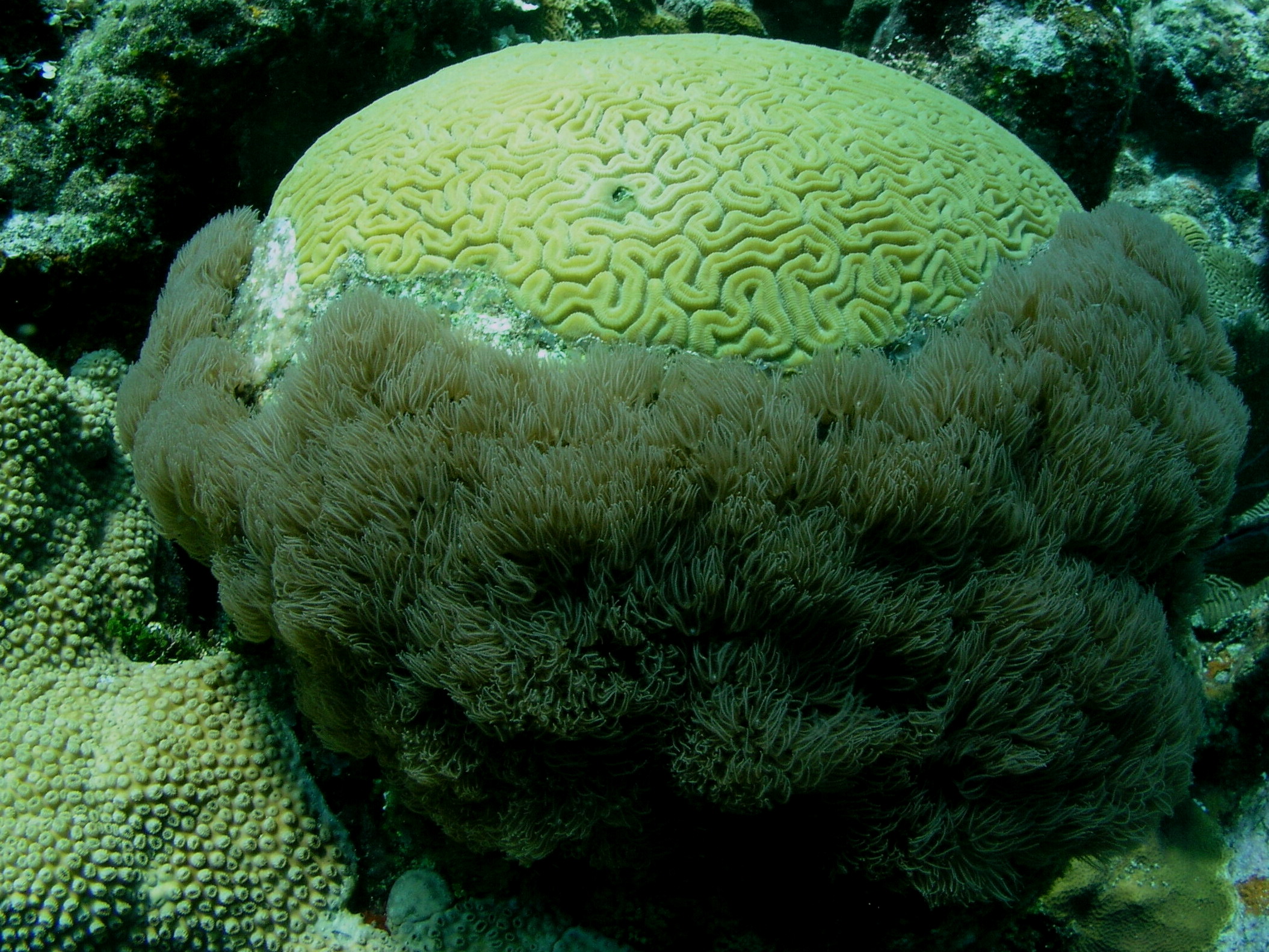 Roatan 2005 reupload