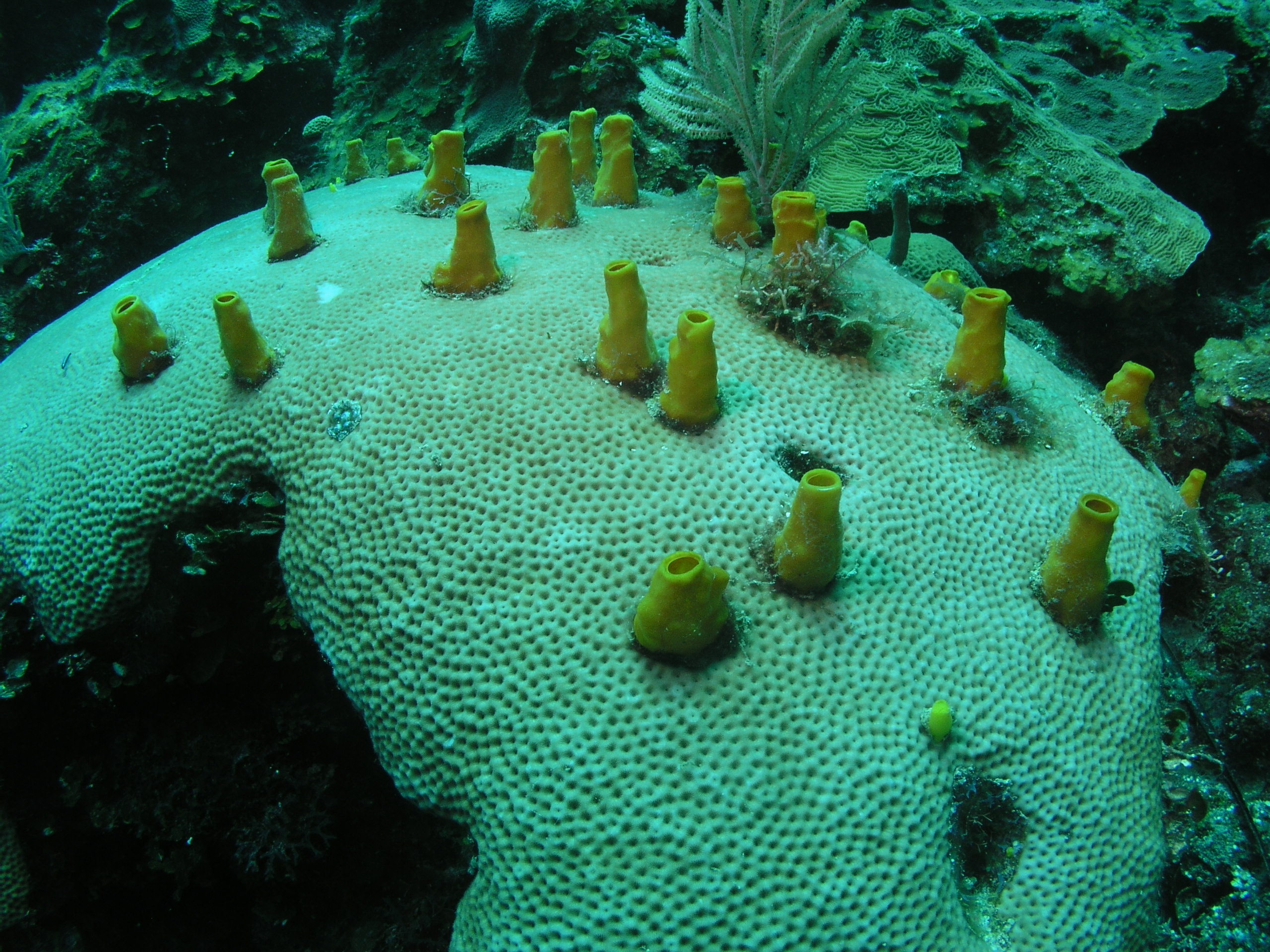 Roatan 2005 reupload