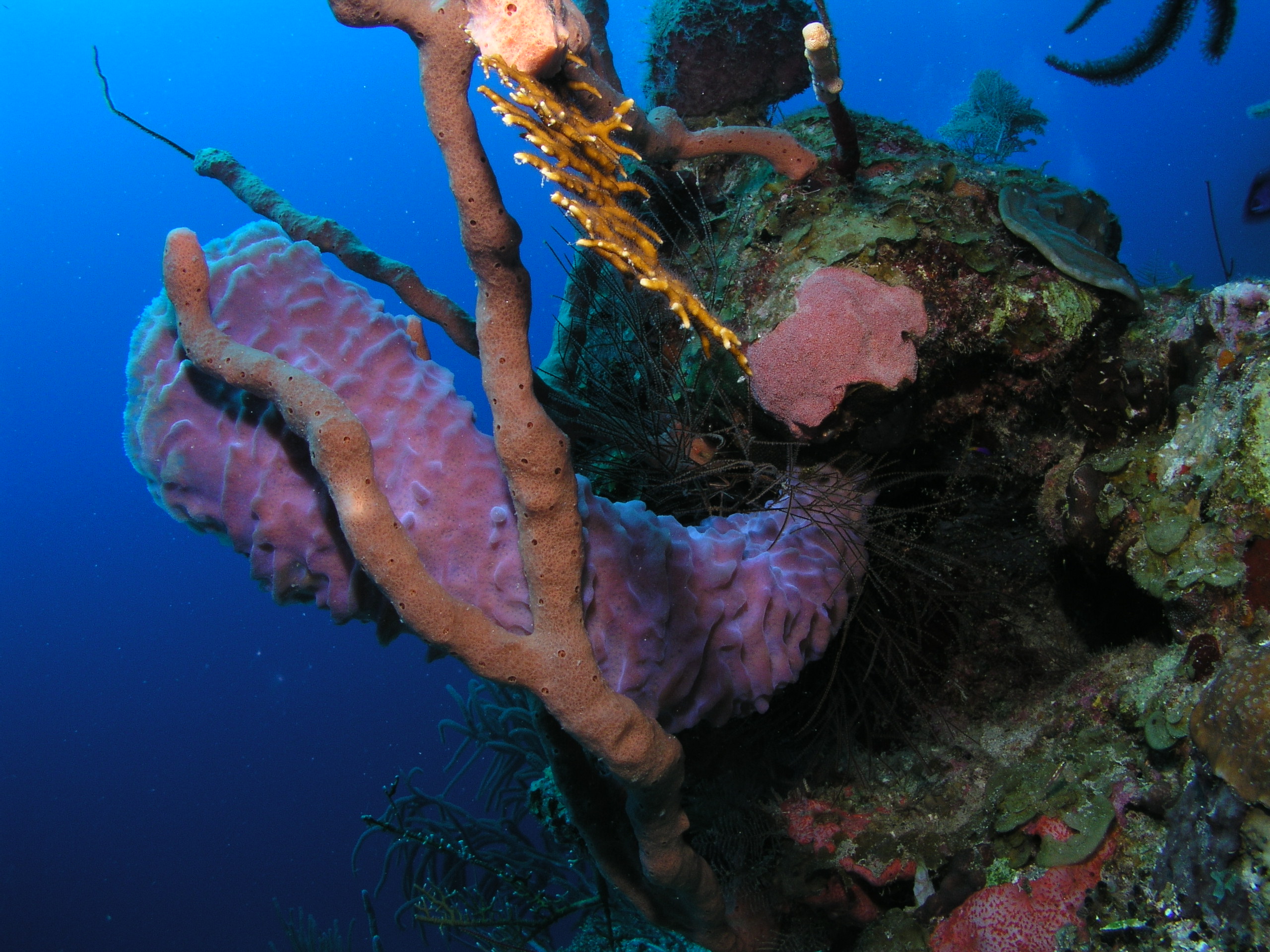 Roatan 2005 reupload