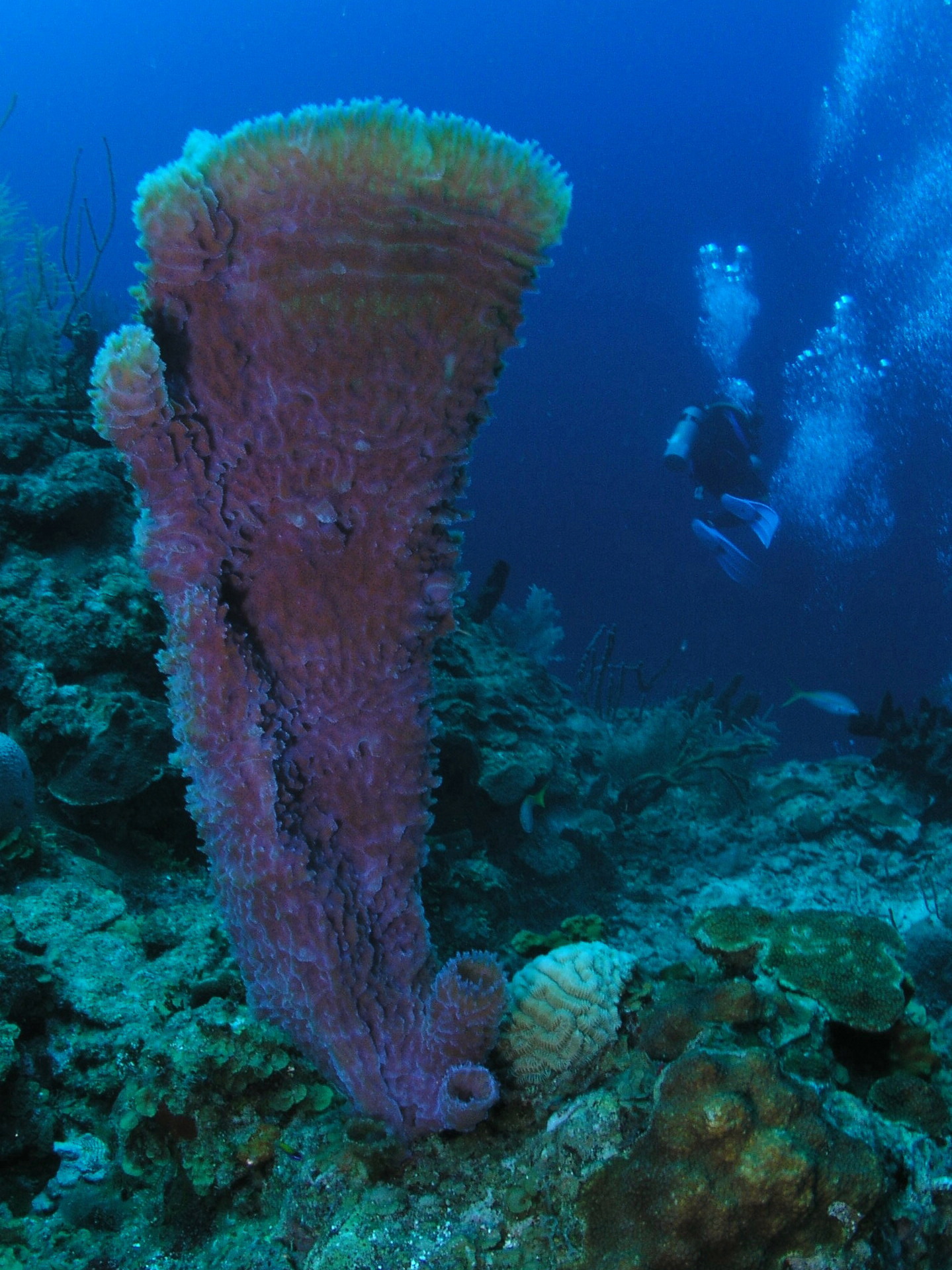 Roatan 2005 reupload