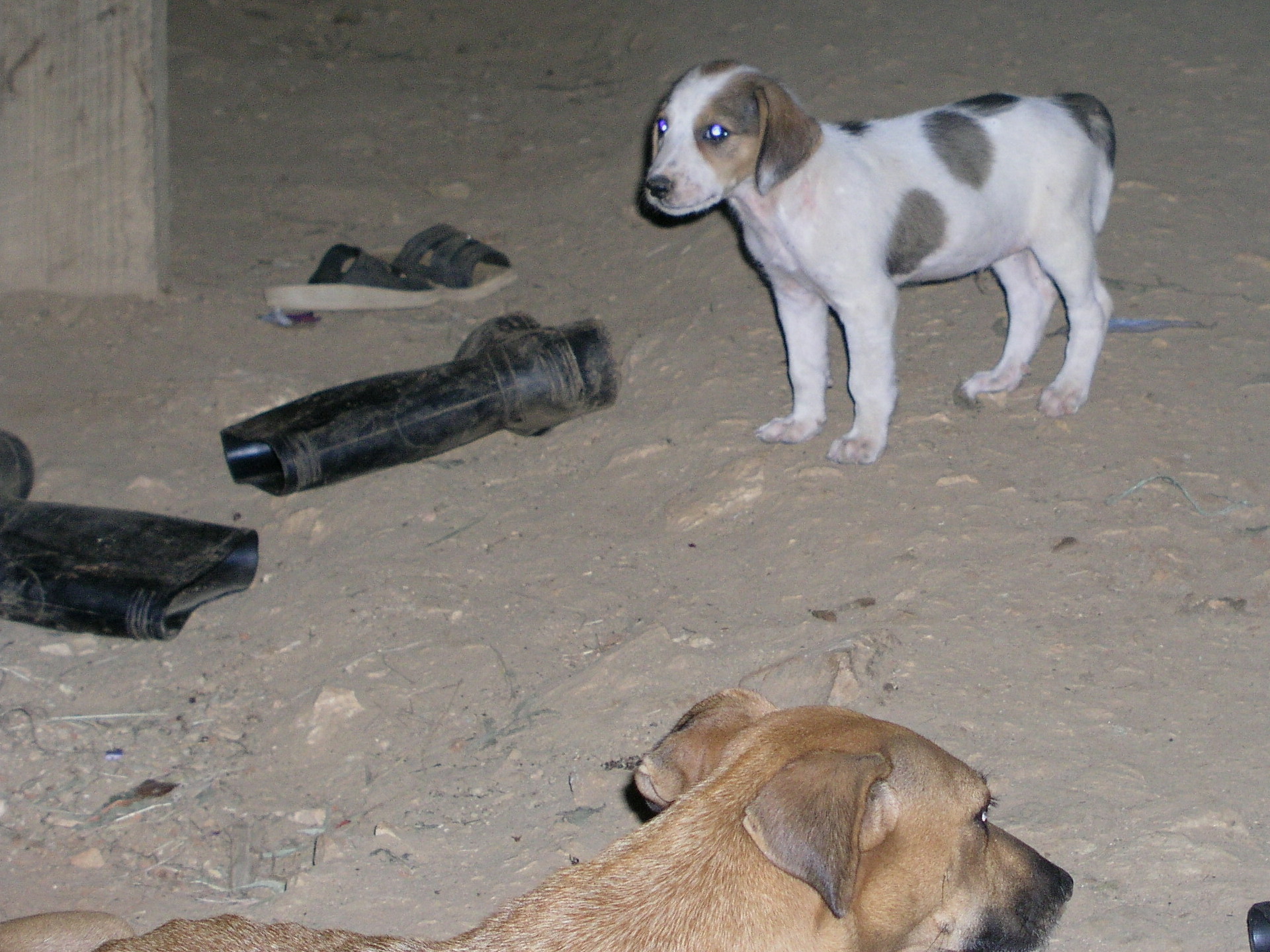 Roatan 2005 reupload