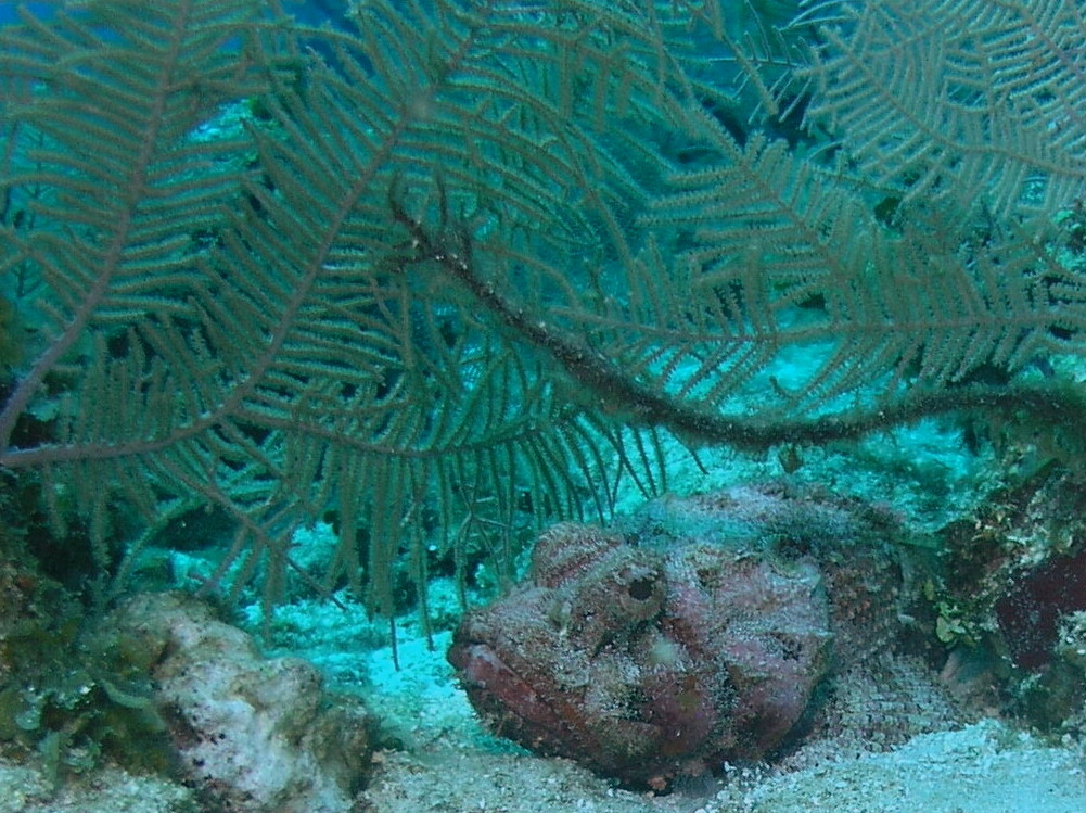 Roatan 2005 reupload