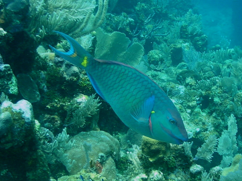 Roatan 2005 reupload