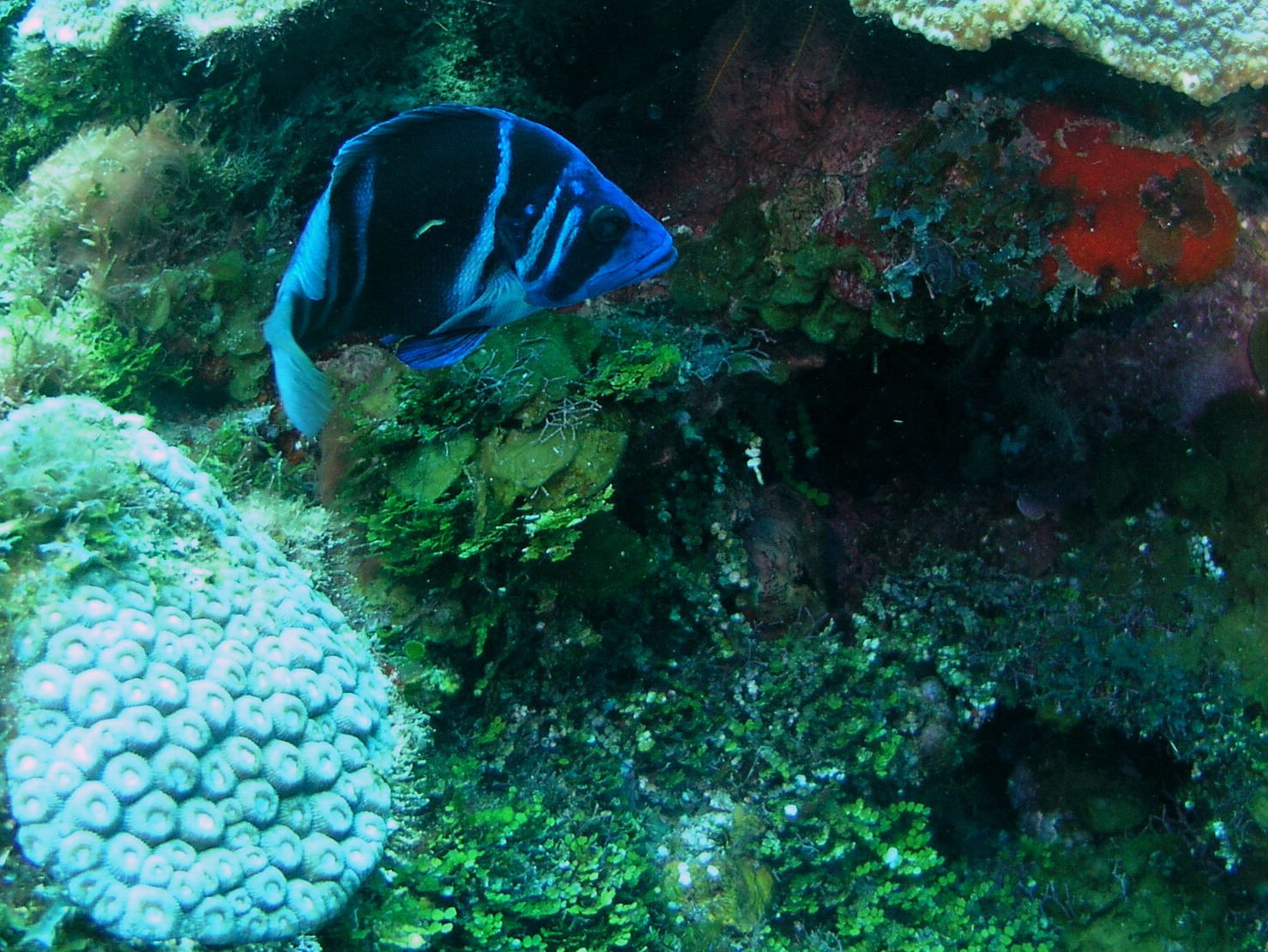 Roatan 2005 reupload