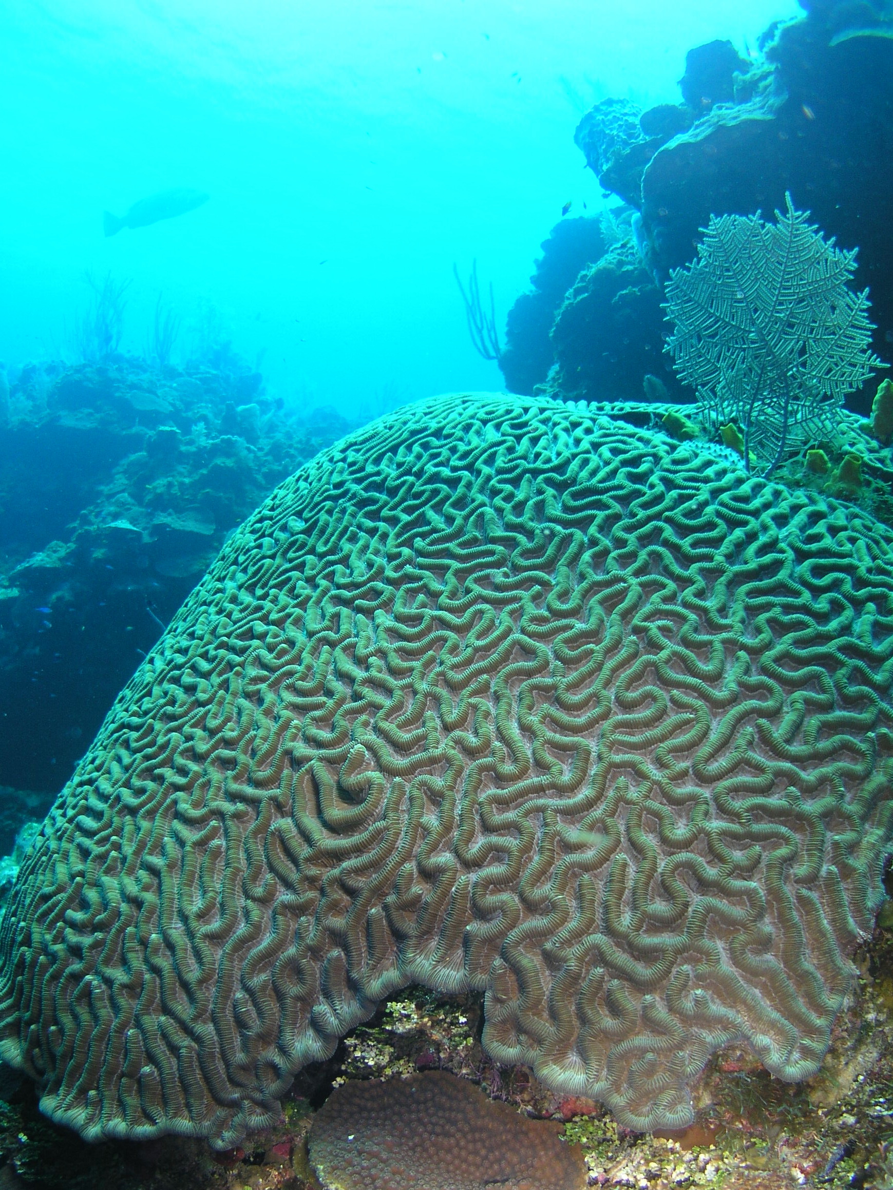 Roatan 2005 reupload