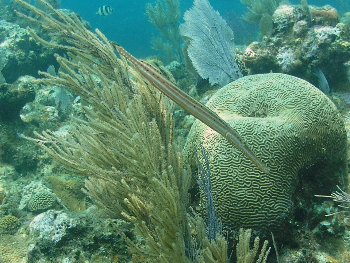 Roatan 2005 reupload