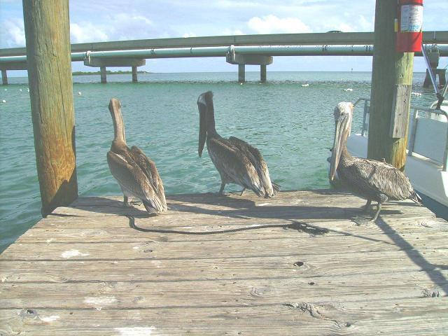 Robbies (Tarpon feeding) on Sunday lunch