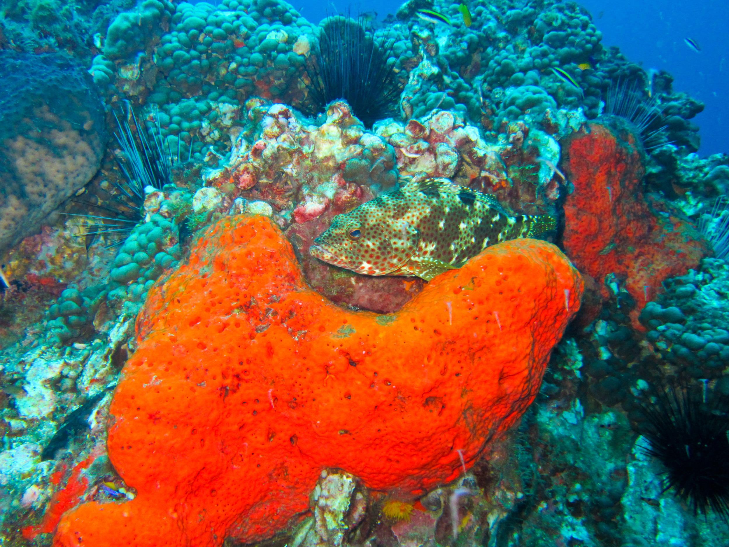 Rock Hind