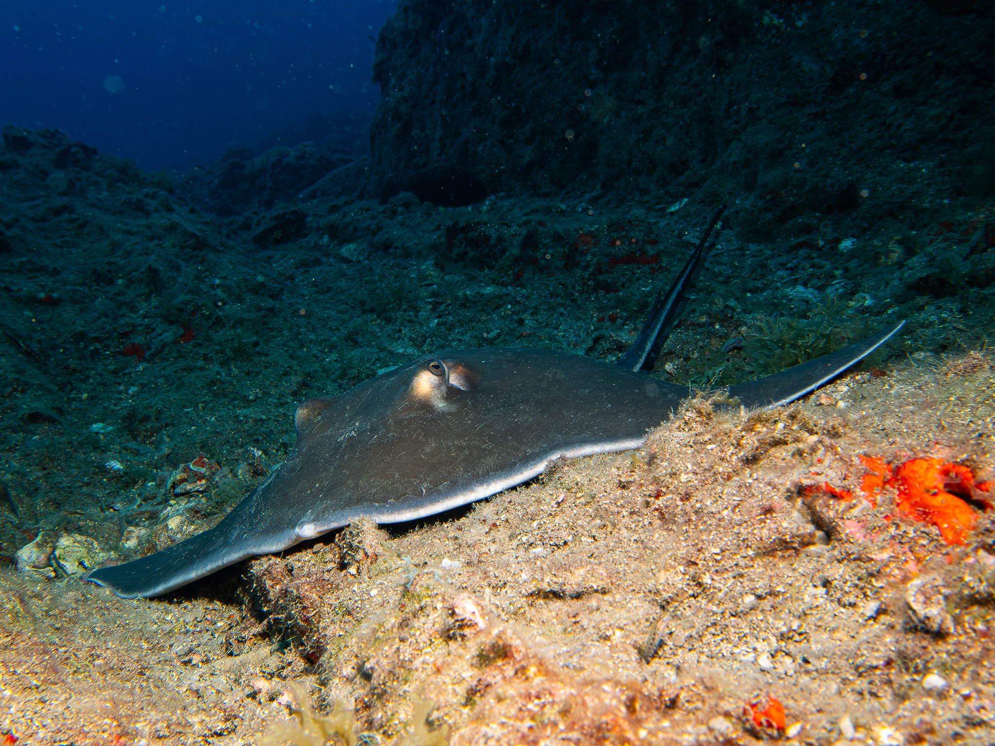 Roughtail Stingray