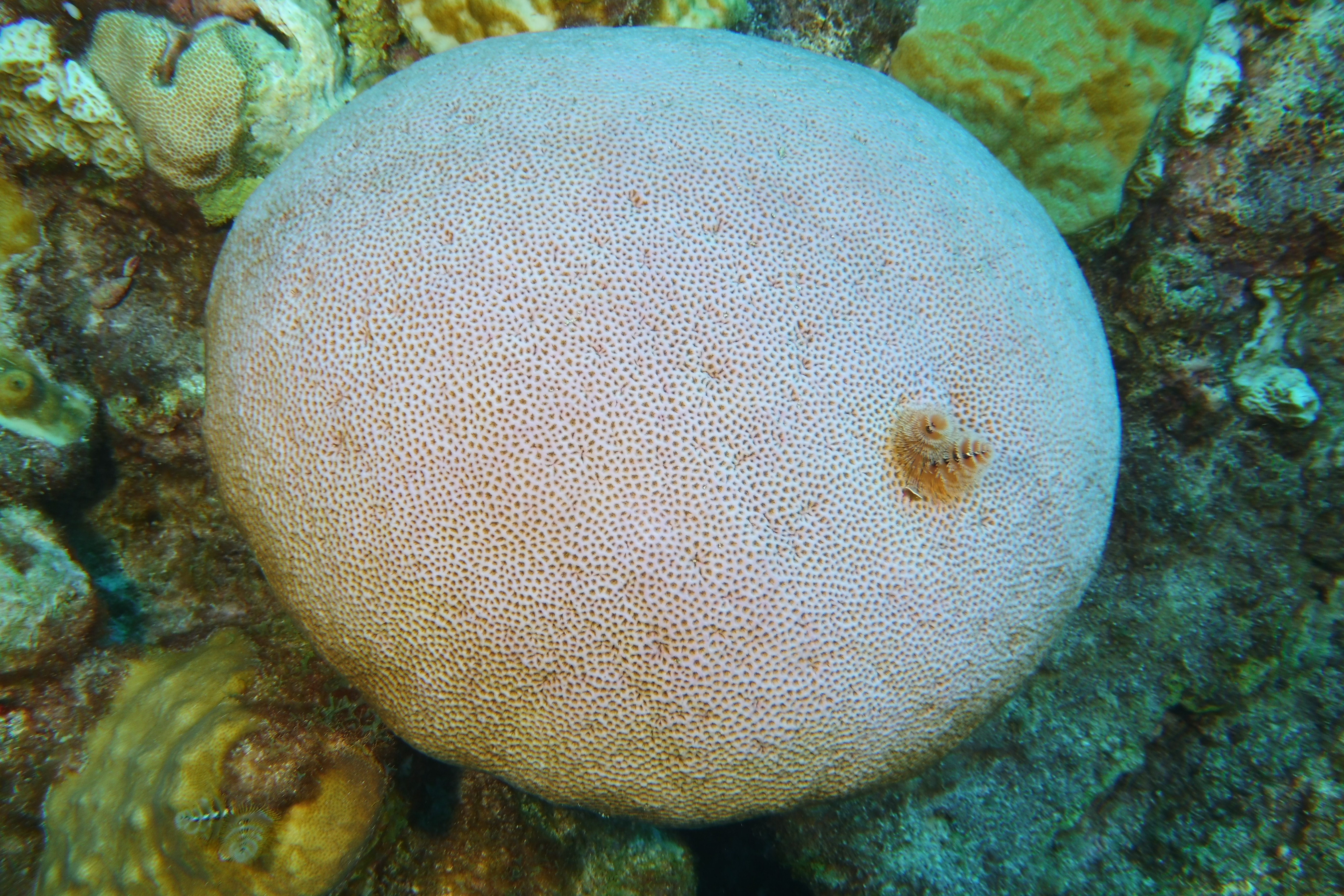 Round coral with Christmas tree worms