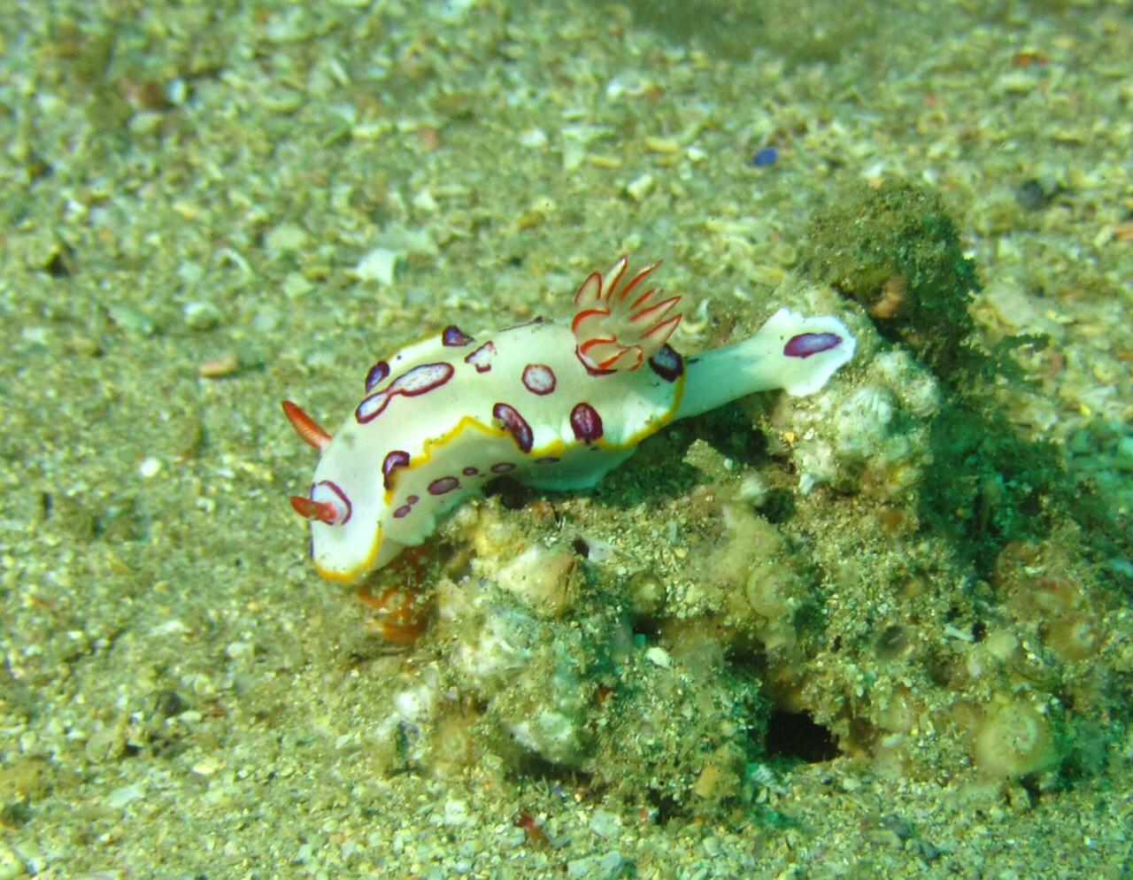 Royal Nudibranch