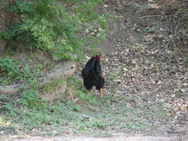 Run, rooster, run!