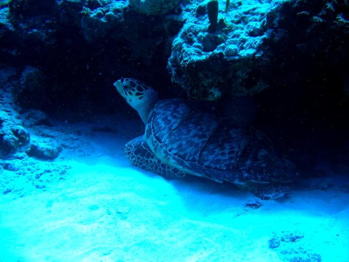 Rush hour on the Oriskany