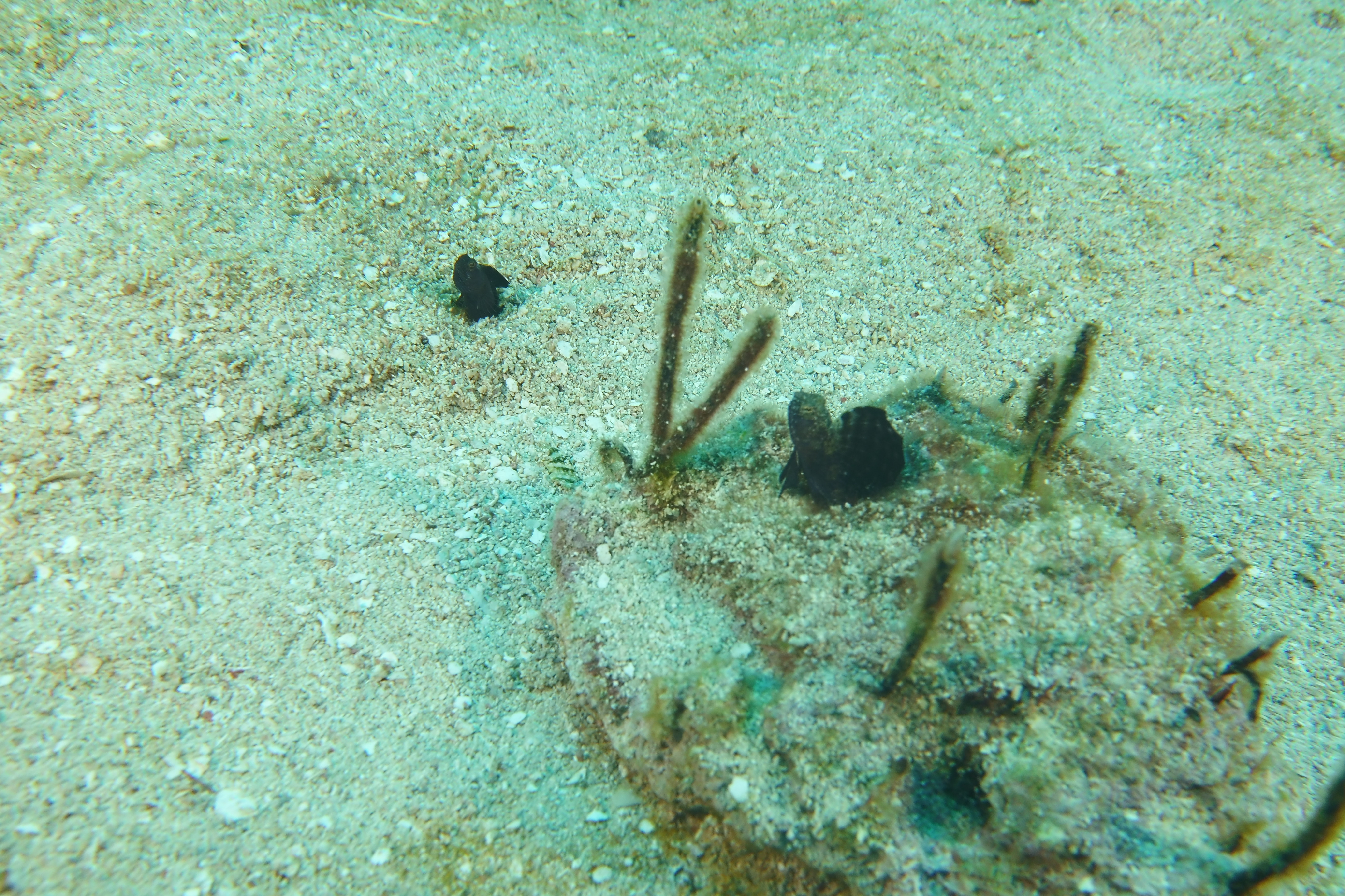 Sail-fin blenny
