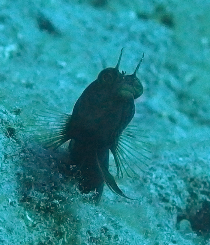 Sailfin Blenny - Stetson