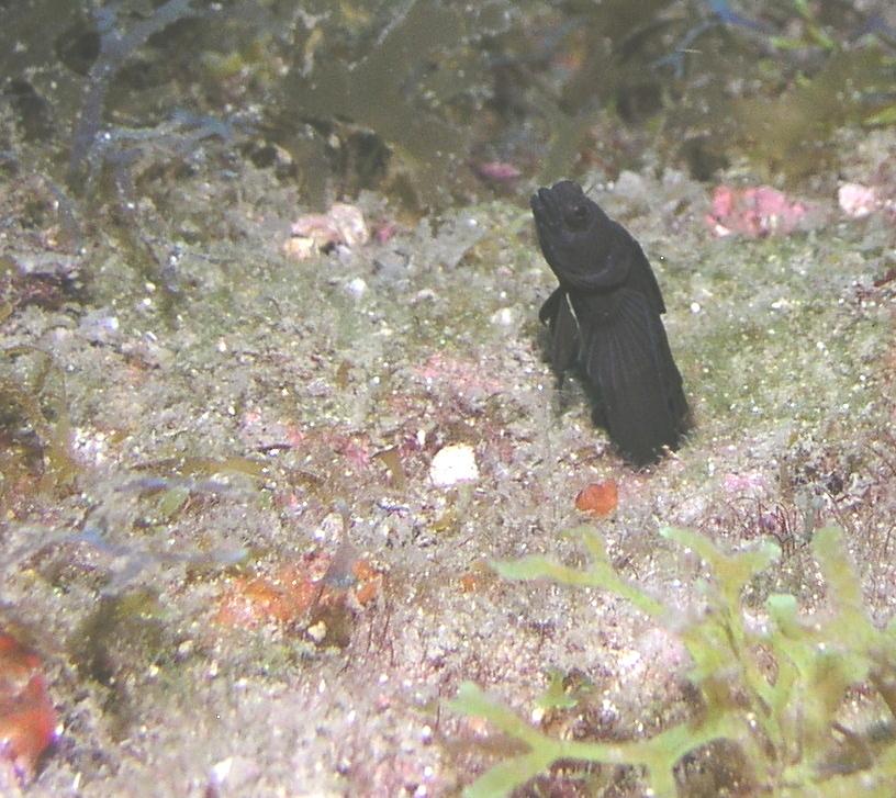 Sailfin blenny