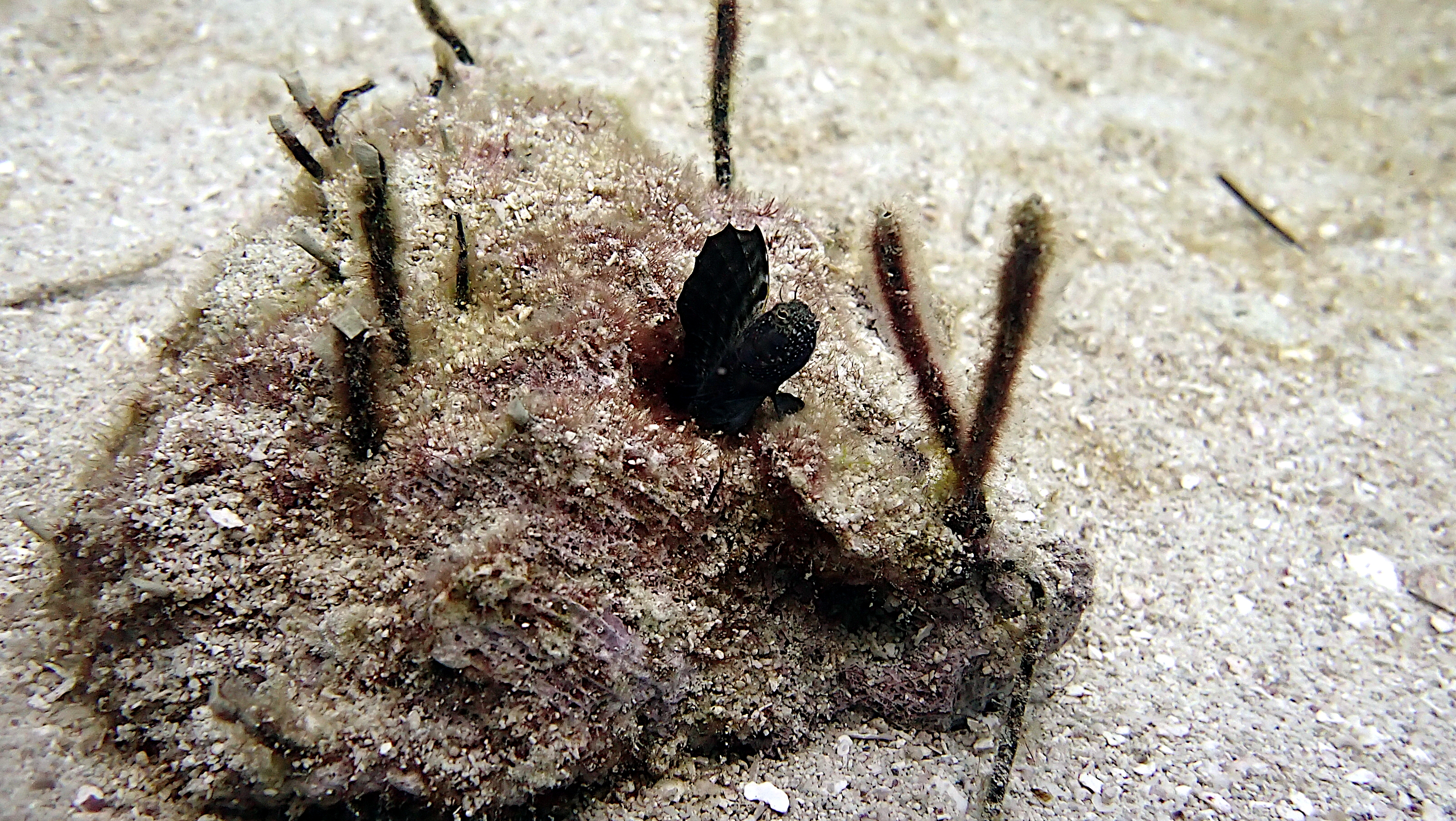 Sailfin blenny