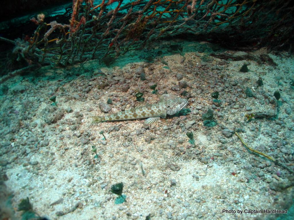 Sand Diver