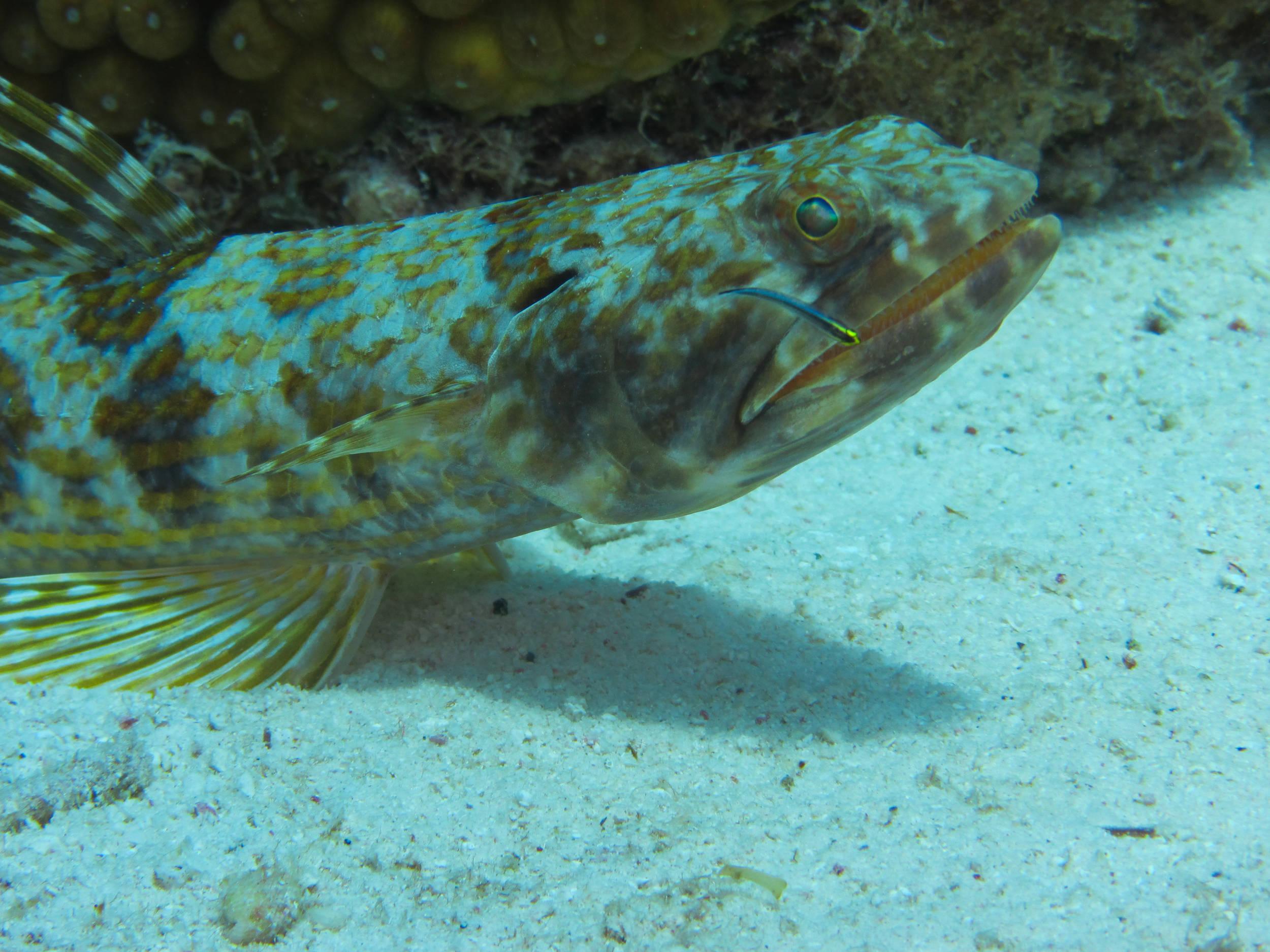 Sand Diver