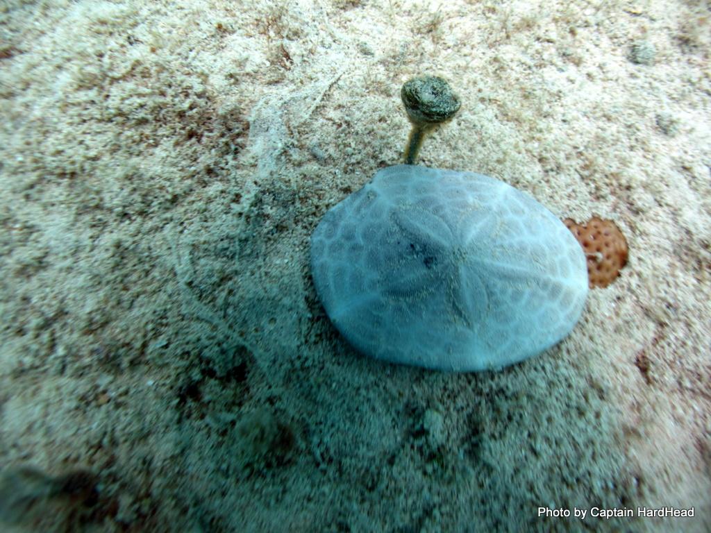Sand Dollar