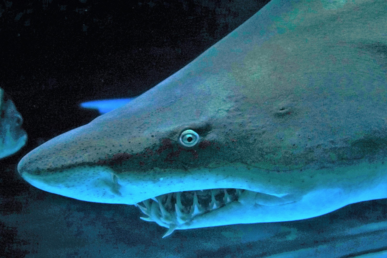 Sand Tiger Shark, Roanoke - PegLeg