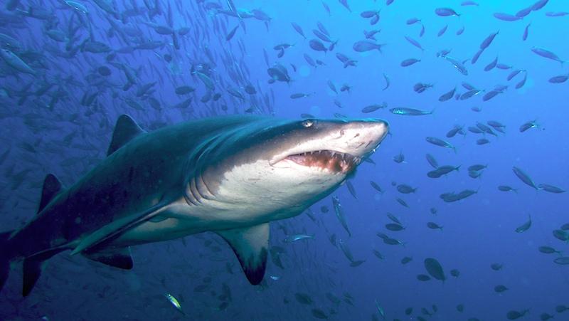 Sand Tiger