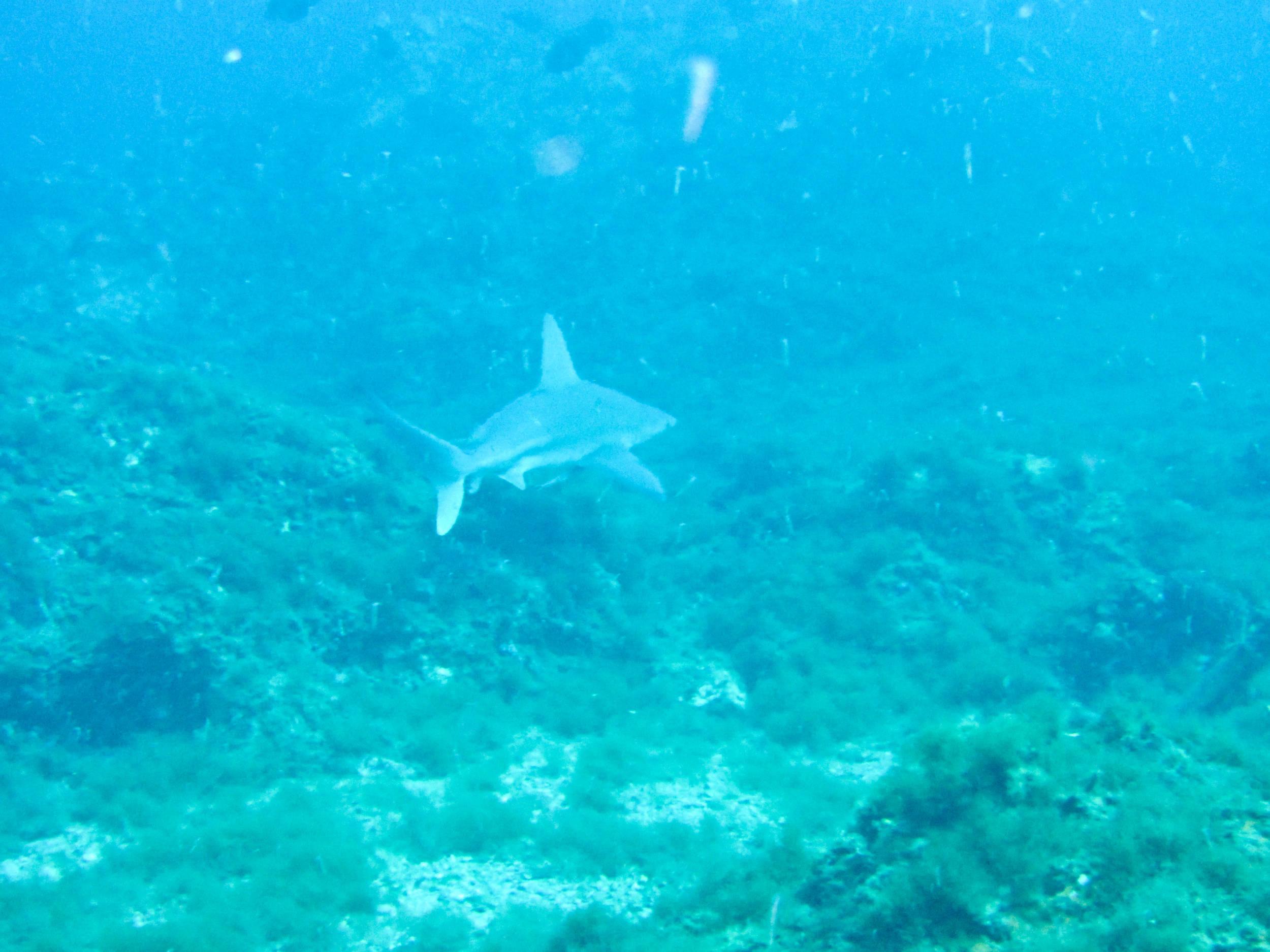 Sandbar shark