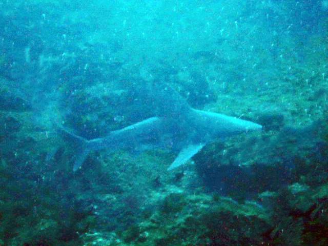 Sandbar Shark