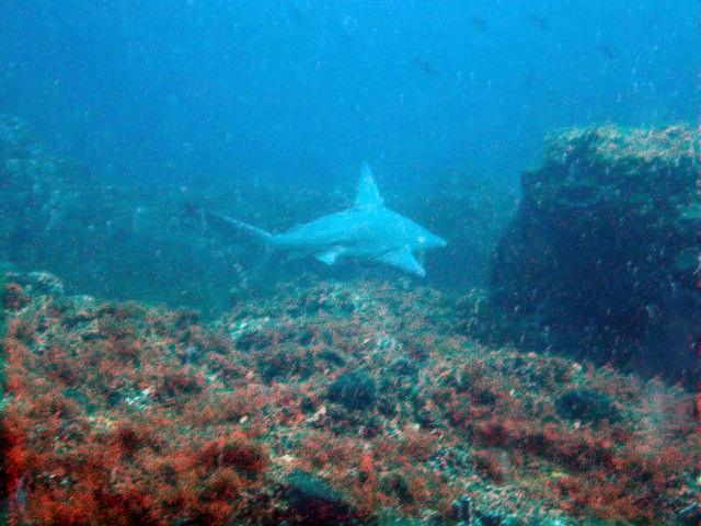 Sandbar Shark