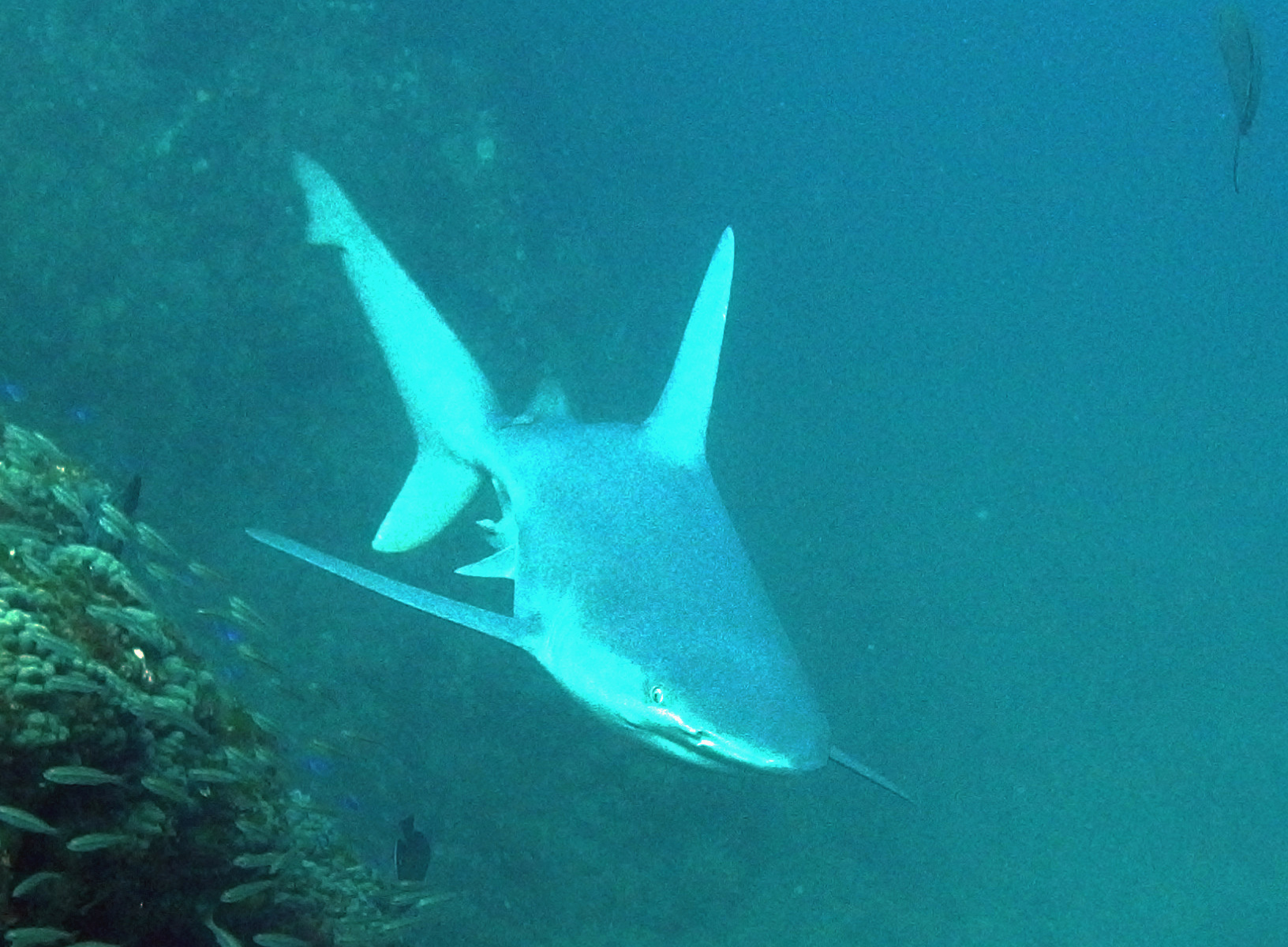Sandbar Shark
