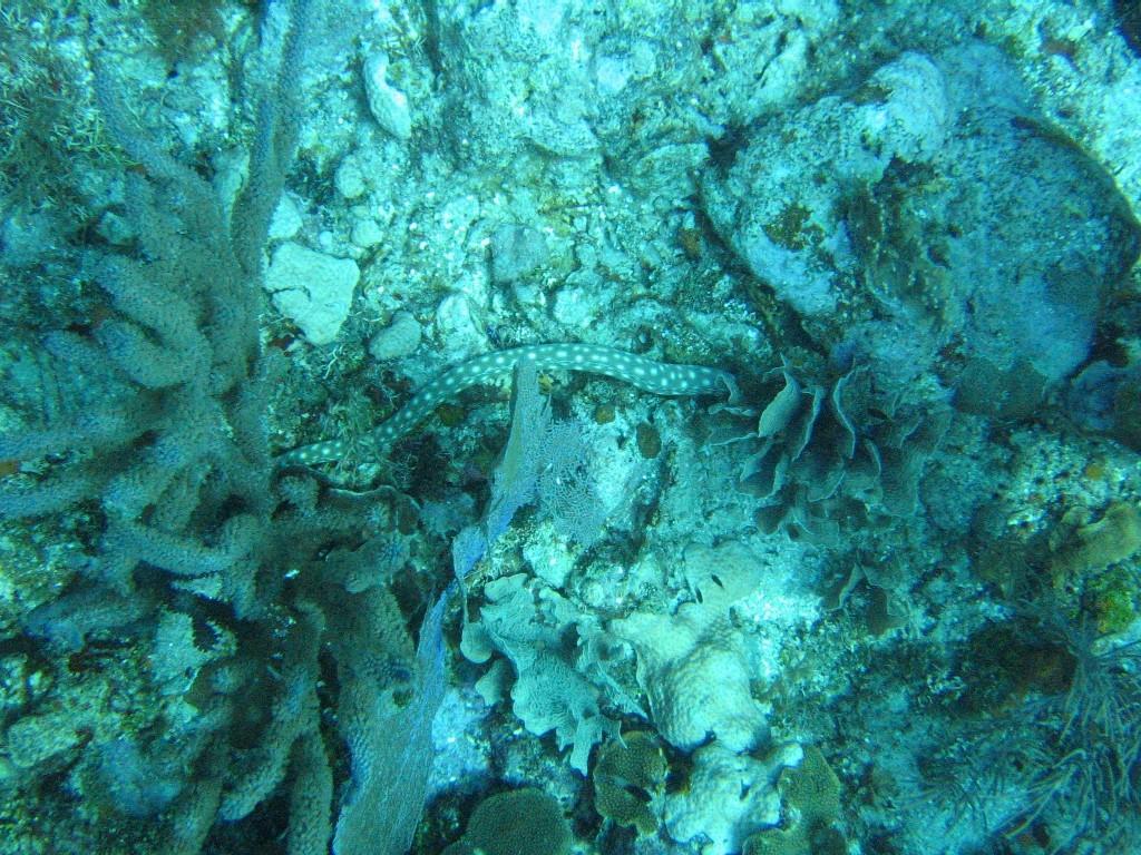 Sassy and Beluga Chill Out