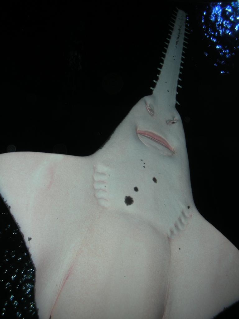 Sawfish