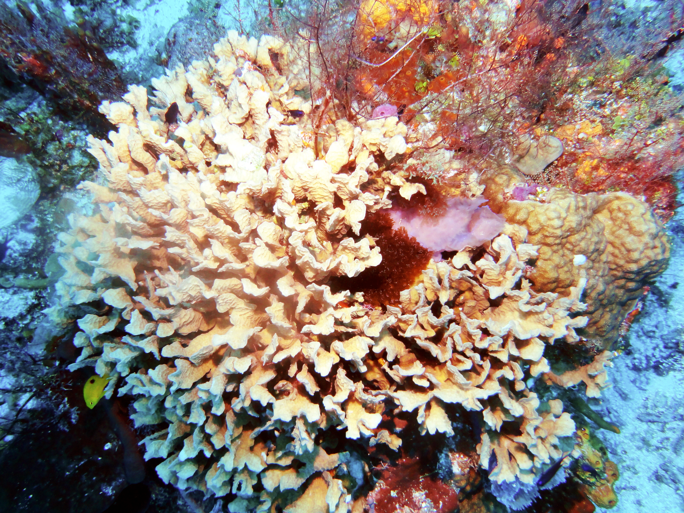 Scaled lettuce coral