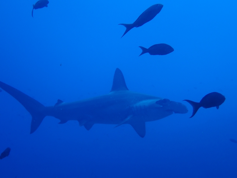 Scalloped Hammerhead