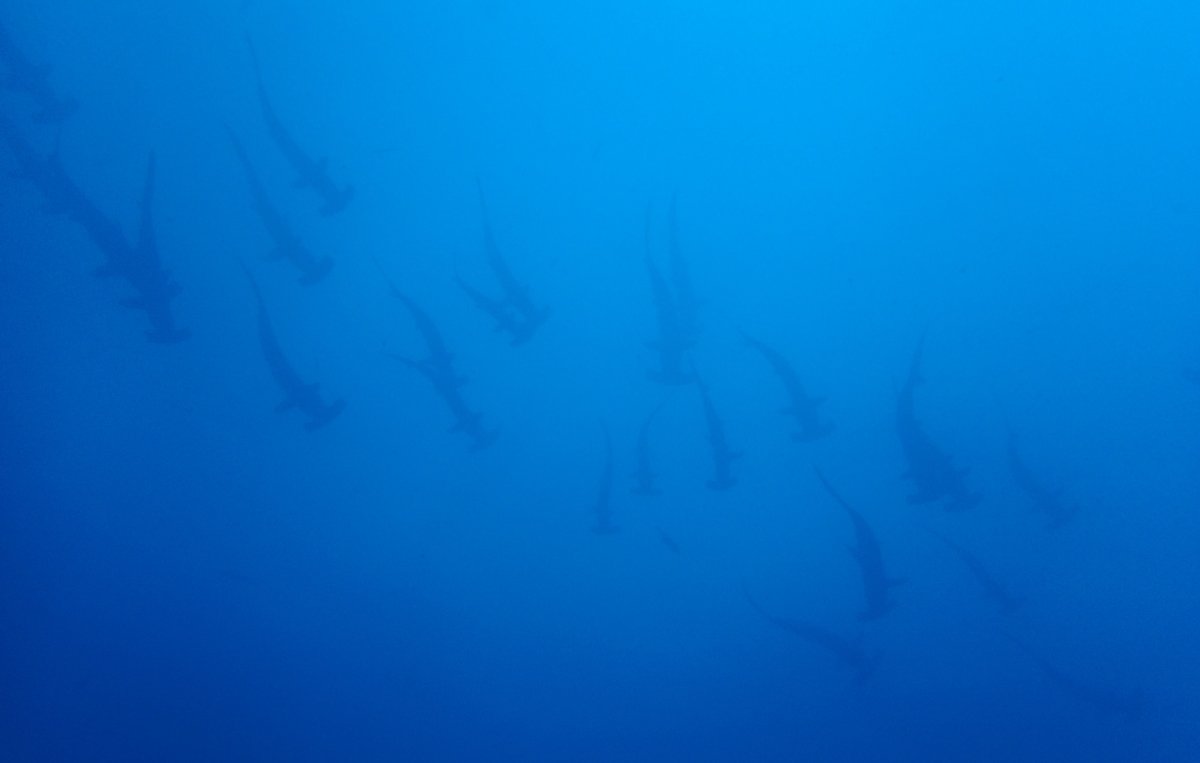 Scalloped hammerheads at Bajo Alcyone