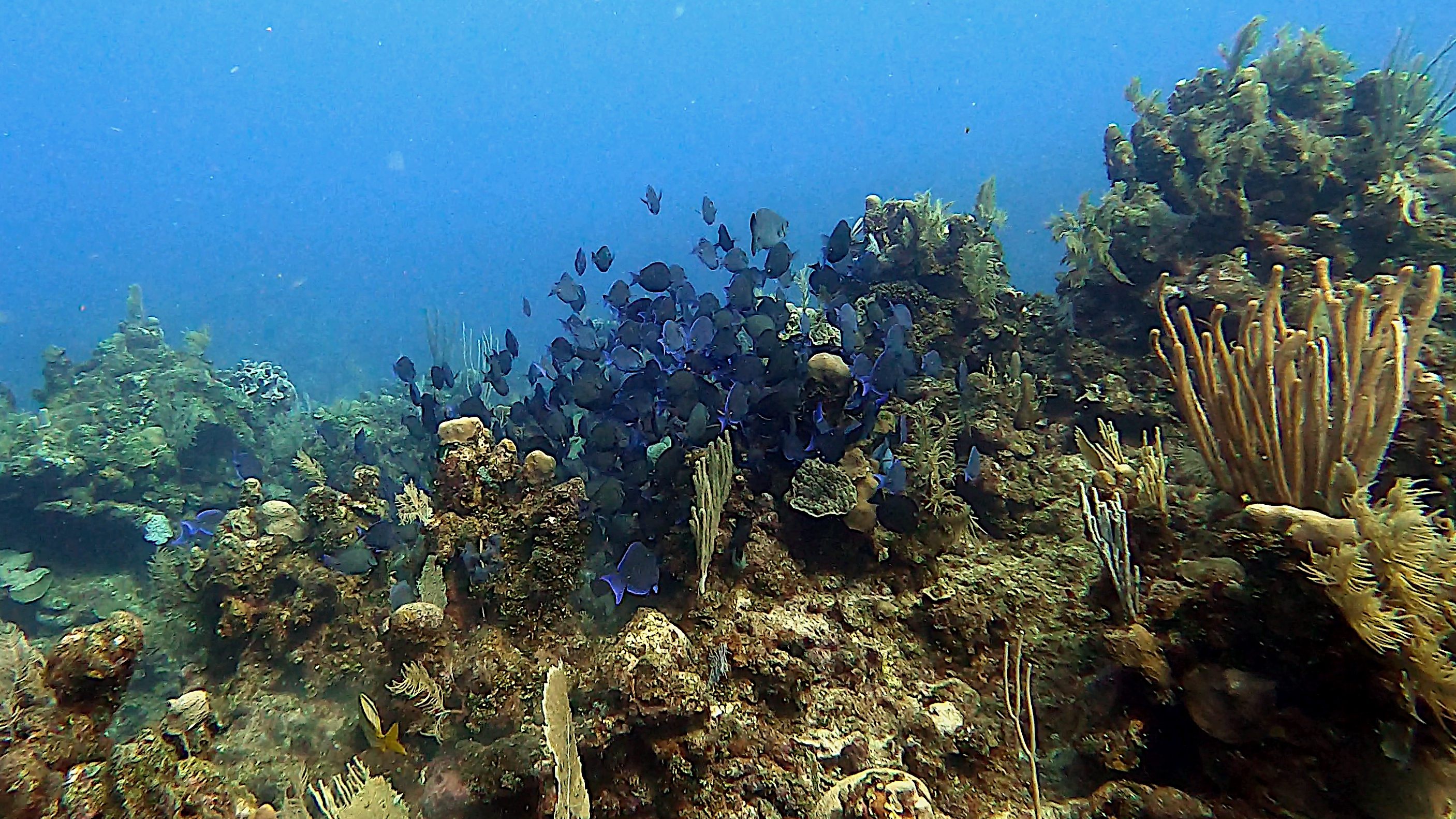 School of blue tang