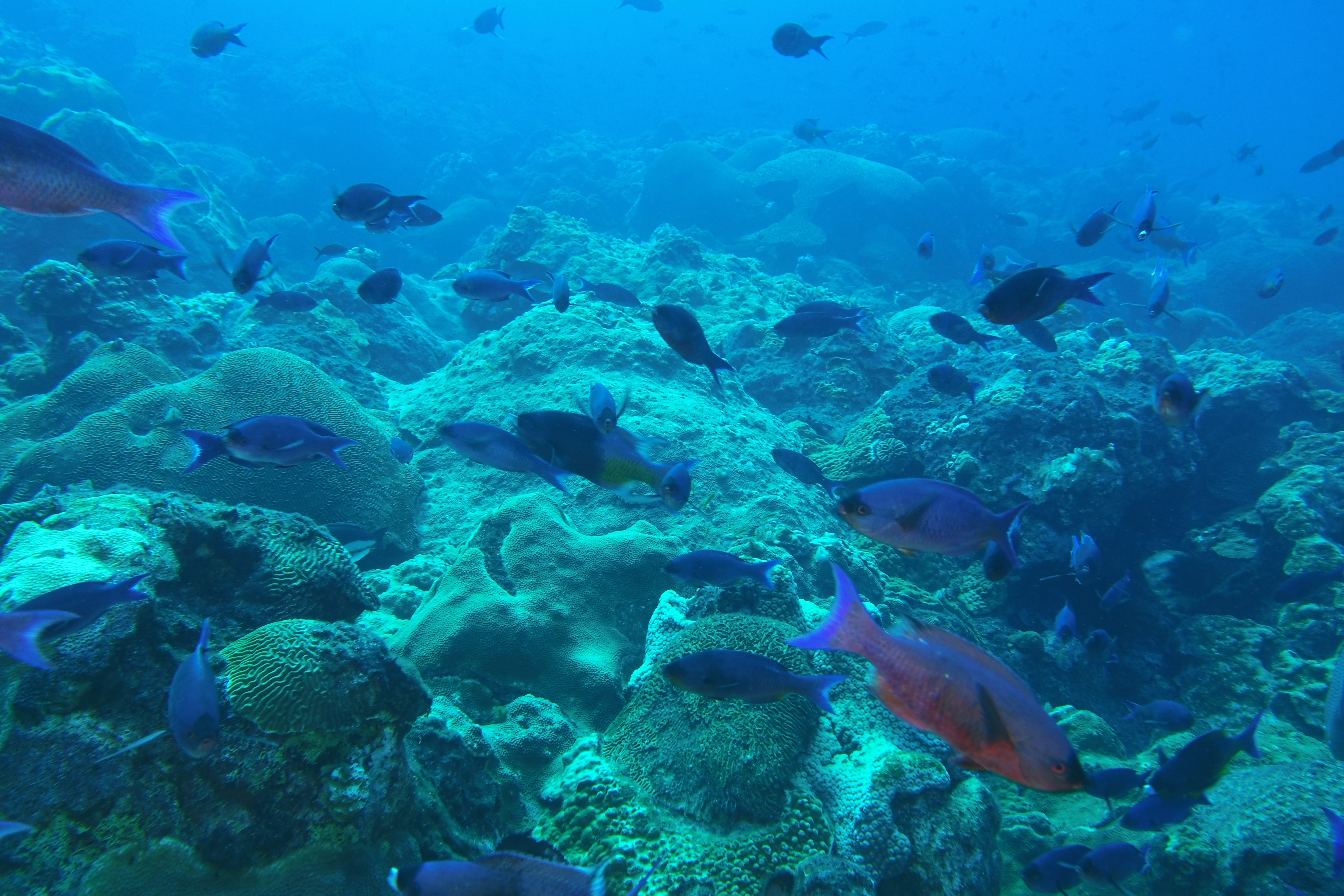 School of Creole Wrasse