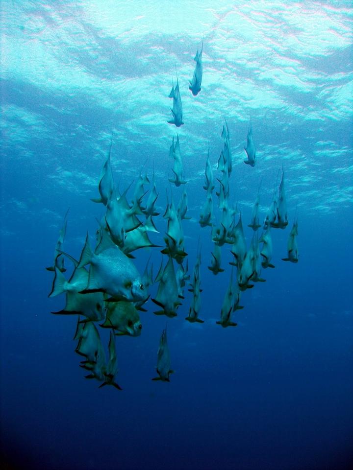School of fish