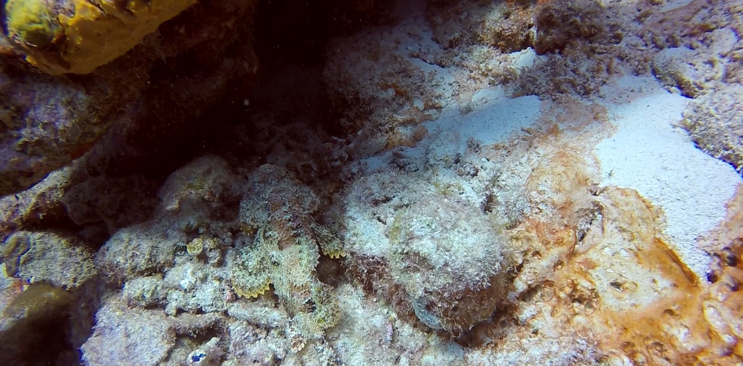 Scorpian Fish Closeup