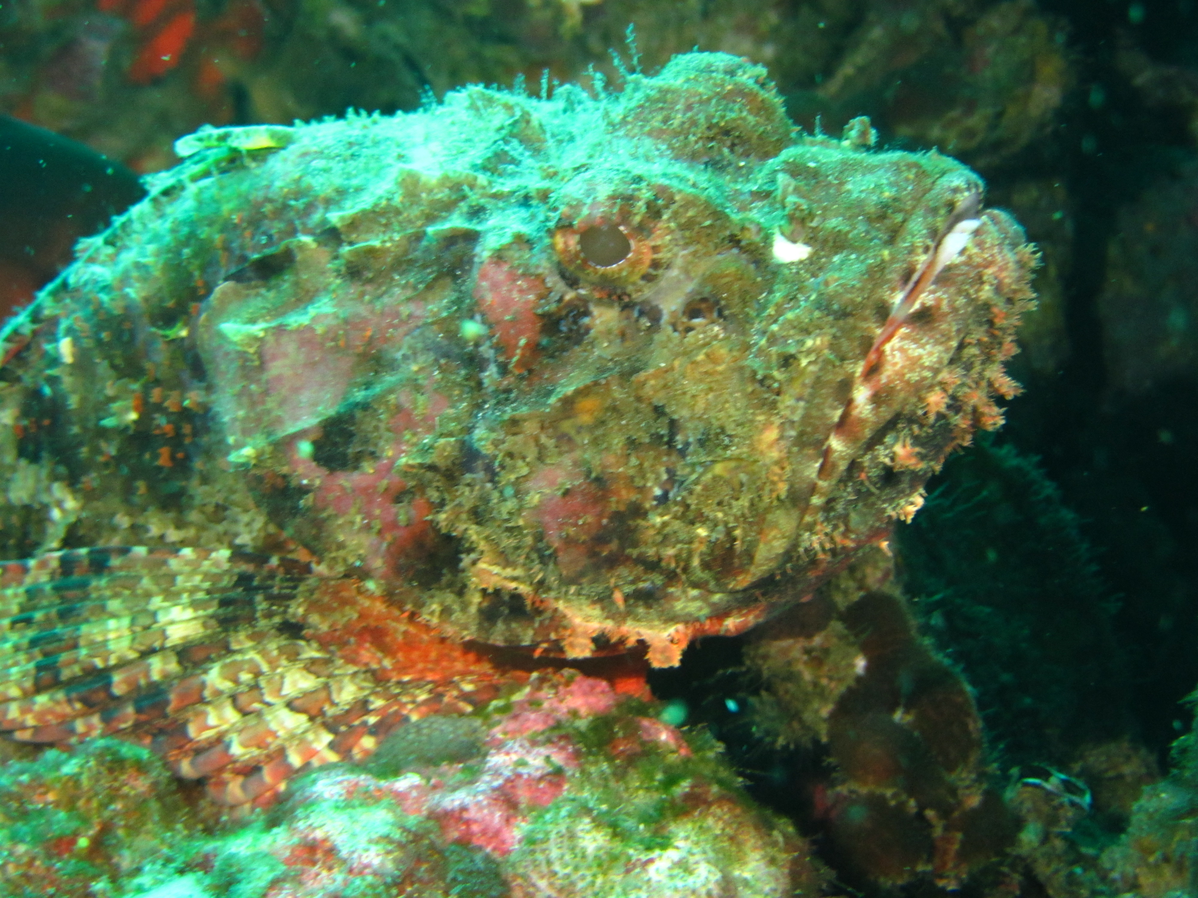 Scorpion fish IMG_5457