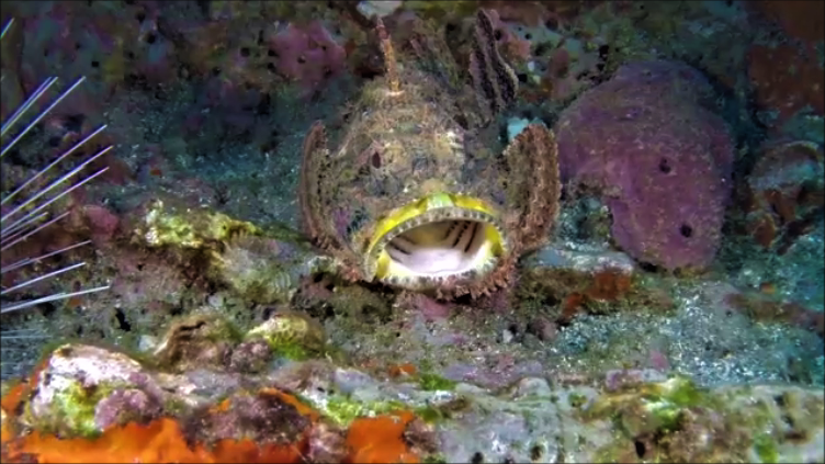 Scorpion_fish_Gulp