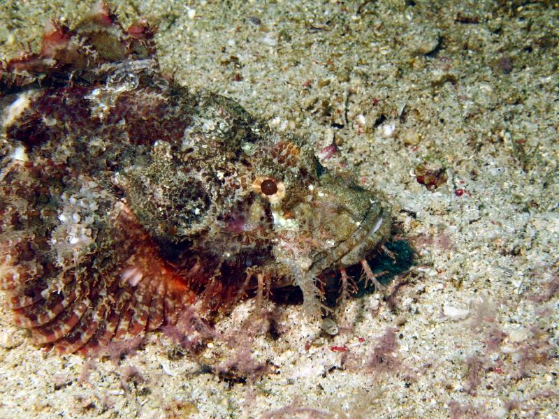 scorpionfish IMG_5403b