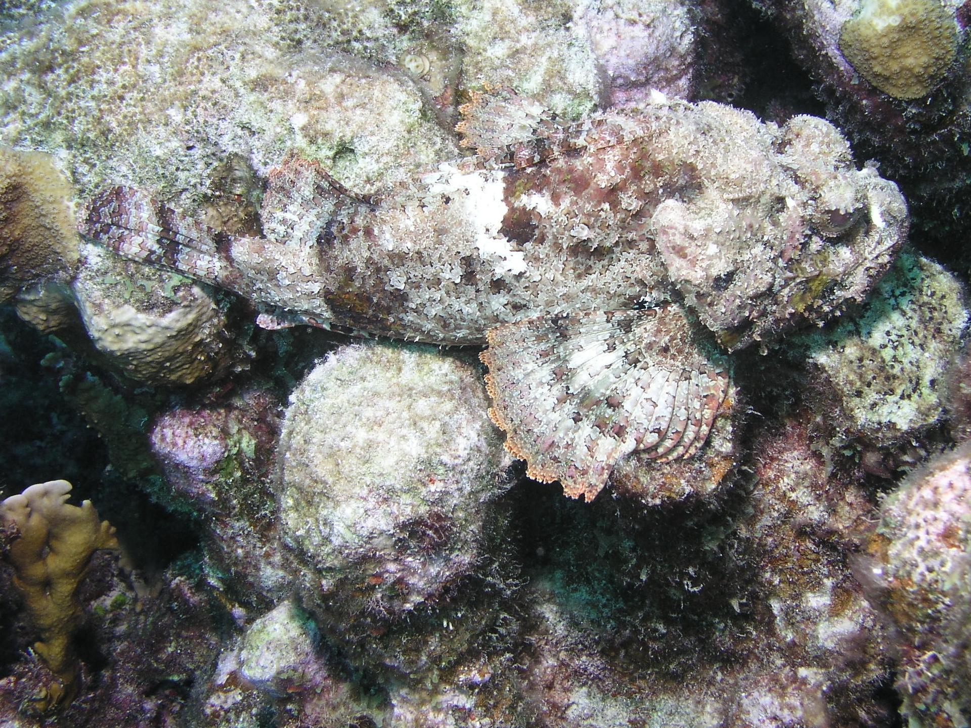 scorpionfish