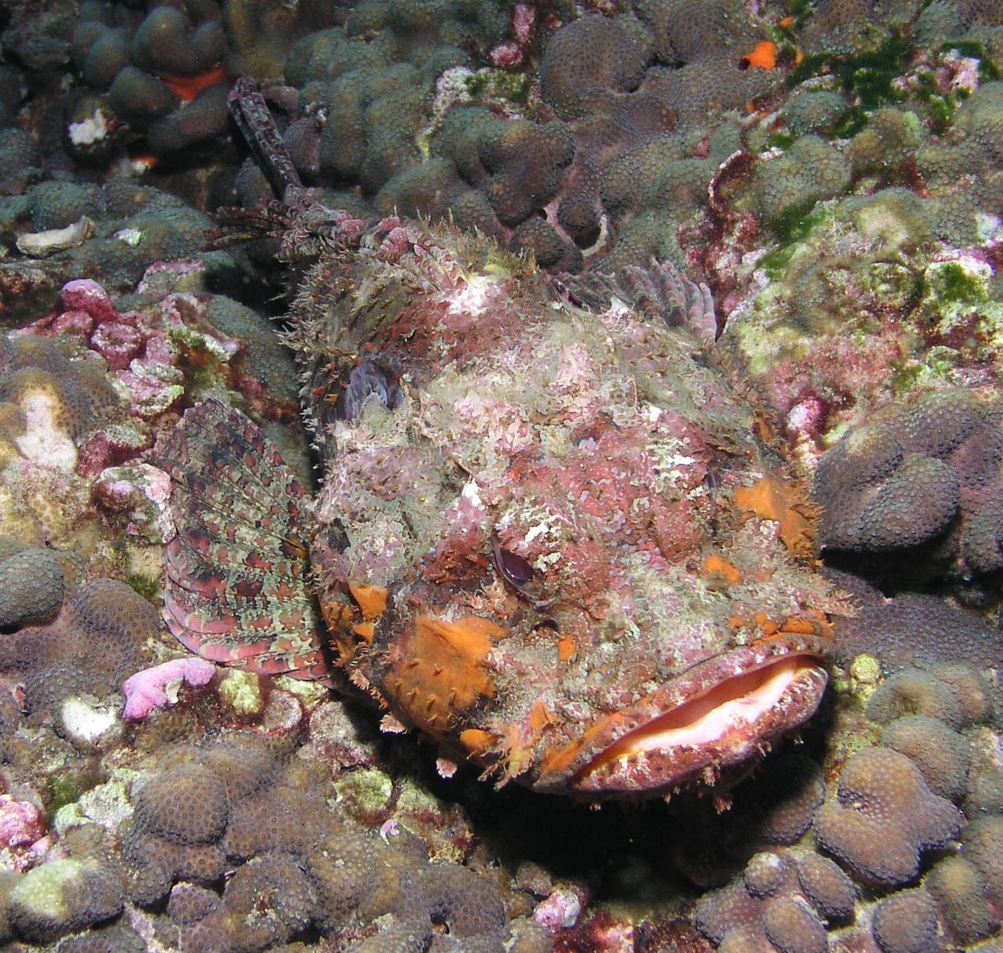 scorpionfish